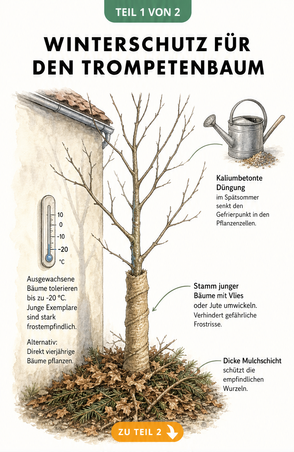 Botanische Illustration eines jungen Trompetenbaums an einer Hauswand mit vier konkreten Winterschutz-Maßnahmen: Düngung, Stammumwicklung, Mulchschicht und...