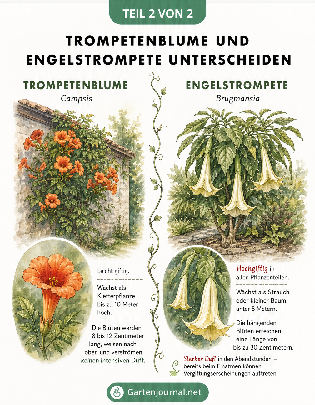 Gegenüberstellung von Trompetenblume und Engelstrompete mit Illustrationen der Wuchsform und Blüten sowie Hinweisen zur unterschiedlichen Giftigkeit.