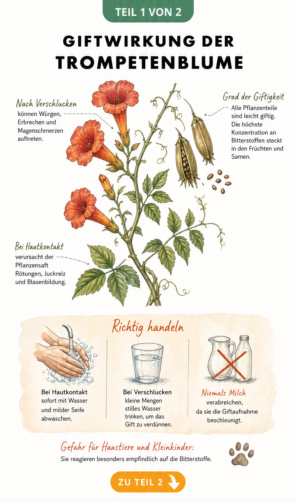 Botanische Illustration der Trompetenblume mit Hinweisen zur Giftigkeit in Blüten, Blättern und Fruchtkapseln sowie Symptomen bei Hautkontakt und Verschlucken.