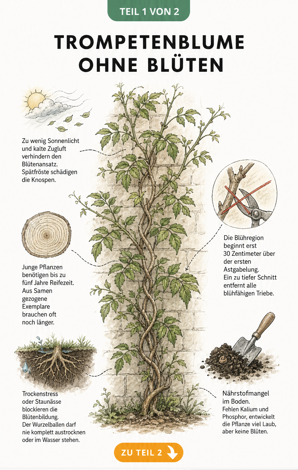Botanische Illustration einer Trompetenblume ohne Blüten mit Erklärungen zu Umwelt, Alter, Schnittfehlern, Wasser und Boden