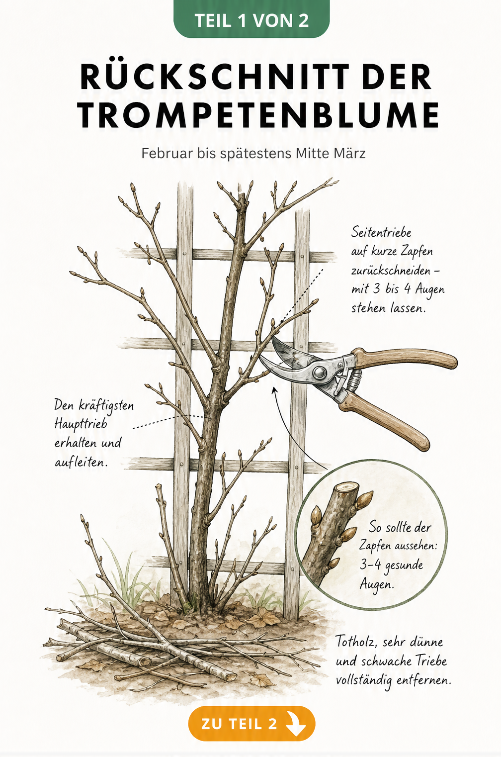 Botanische Illustration einer unbelaubten Trompetenblume am Rankgitter im Spätwinter mit Gartenschere an einem Seitentrieb