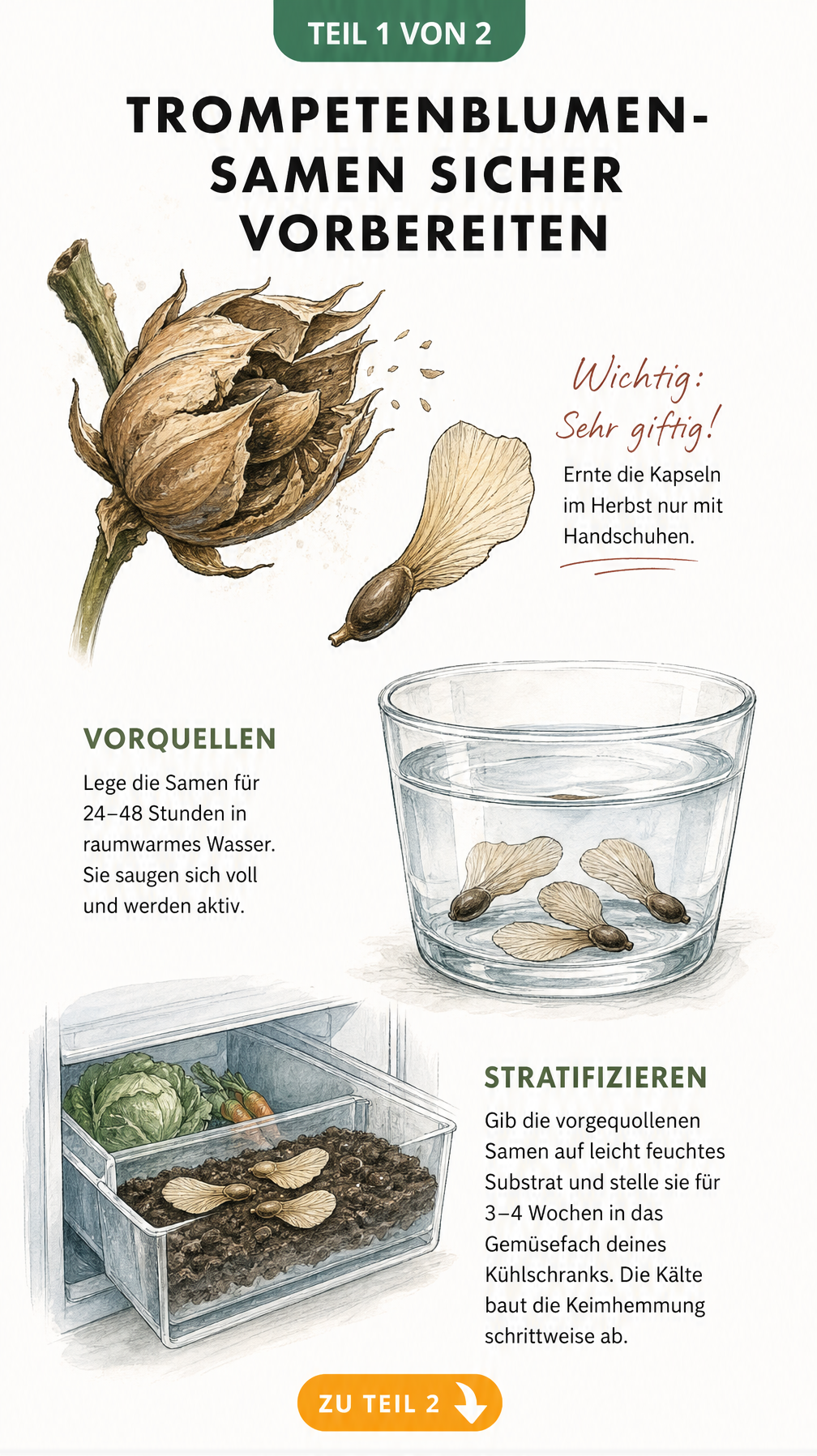 Illustration einer Trompetenblumen-Samenkapsel und der Vorbereitung der Samen durch Vorquellen im Wasserglas und Stratifizierung im Kühlschrank