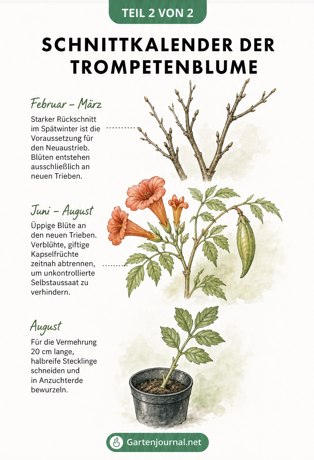 Schnittkalender der Trompetenblume mit drei Entwicklungsstadien: kahler Ast im Vorfrühling, blühender Sommerzweig und Steckling im August