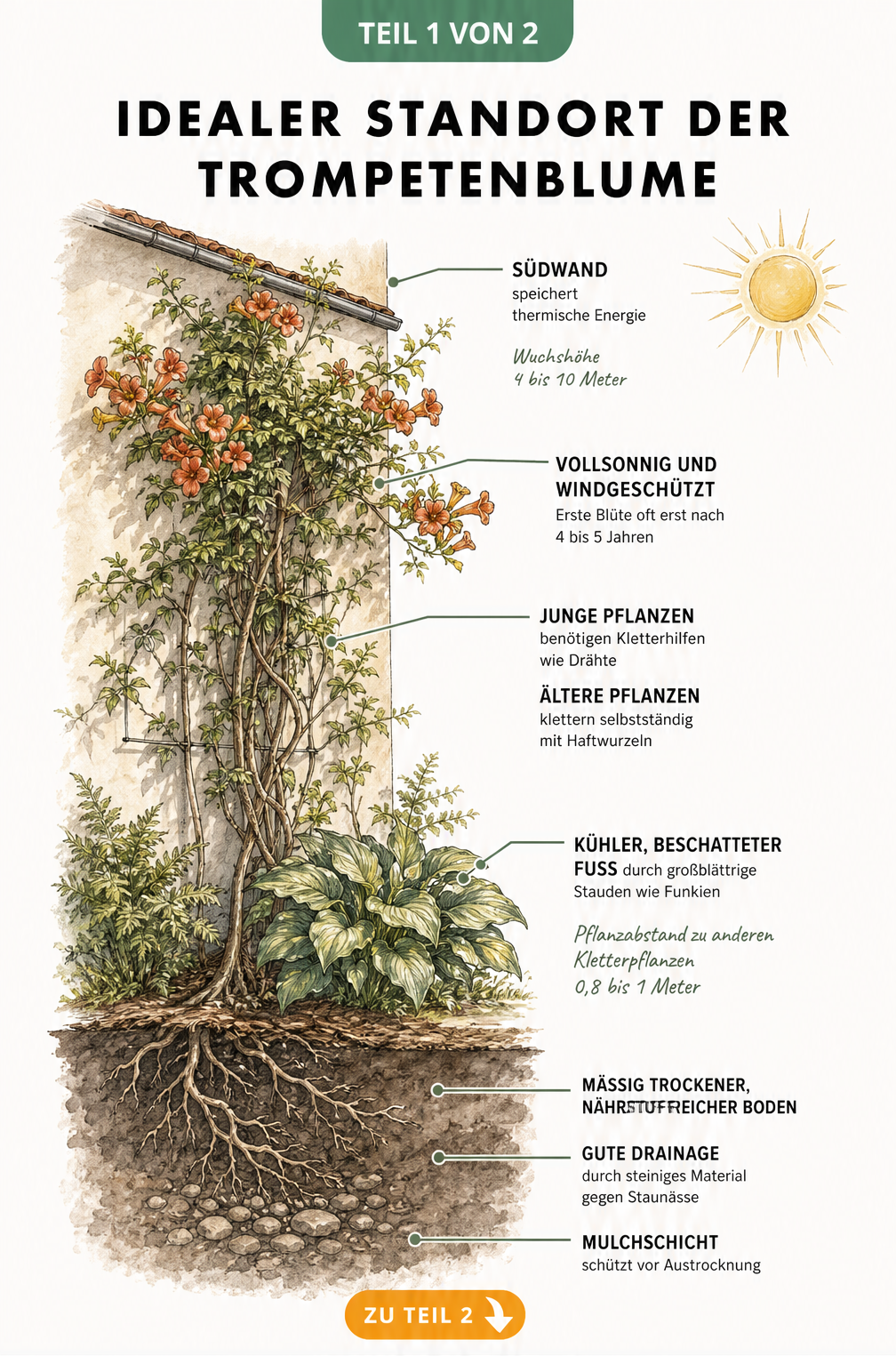 Querschnitt einer Trompetenblume an einer Hauswand mit Hinweisen zu Standort, Boden und Kletterhilfen