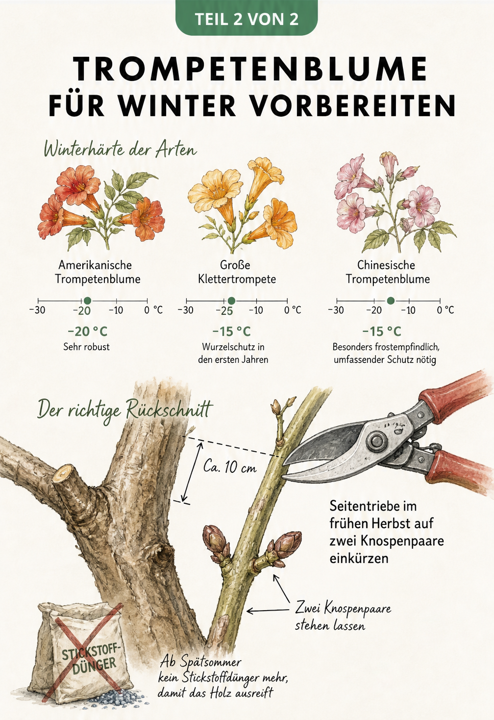 Illustration verschiedener Trompetenblumen-Arten mit Frostgrenzen und einer Anleitung zum Rückschnitt im Herbst