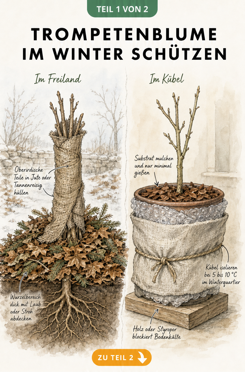 Botanische Schnittzeichnung einer Trompetenblume im Freiland und im Kübel mit Winterschutzmaßnahmen wie Laub, Jute und Vlies