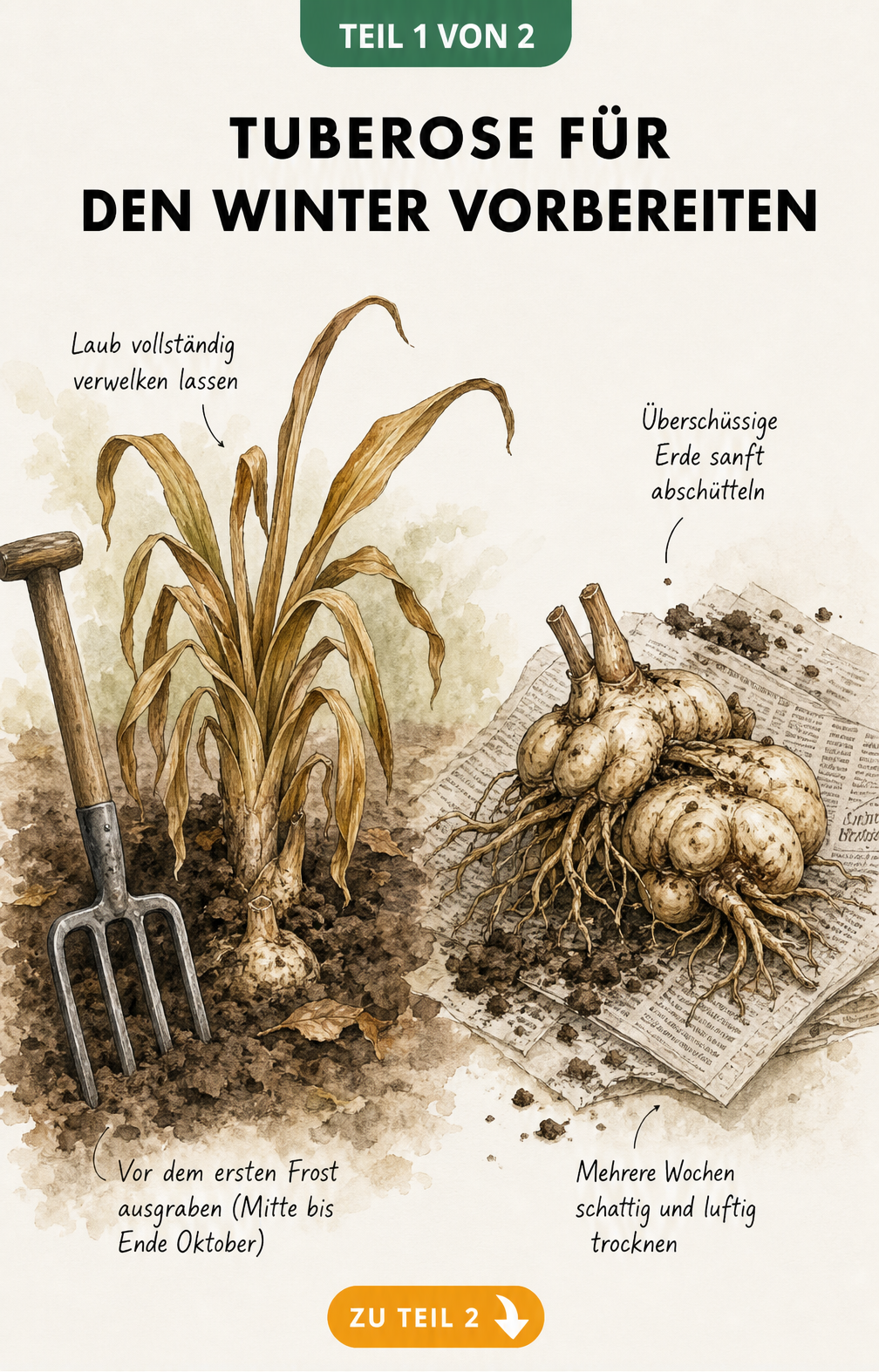 Illustration einer Tuberose im herbstlichen Beet und einer ausgegrabenen Knolle auf Zeitungspapier