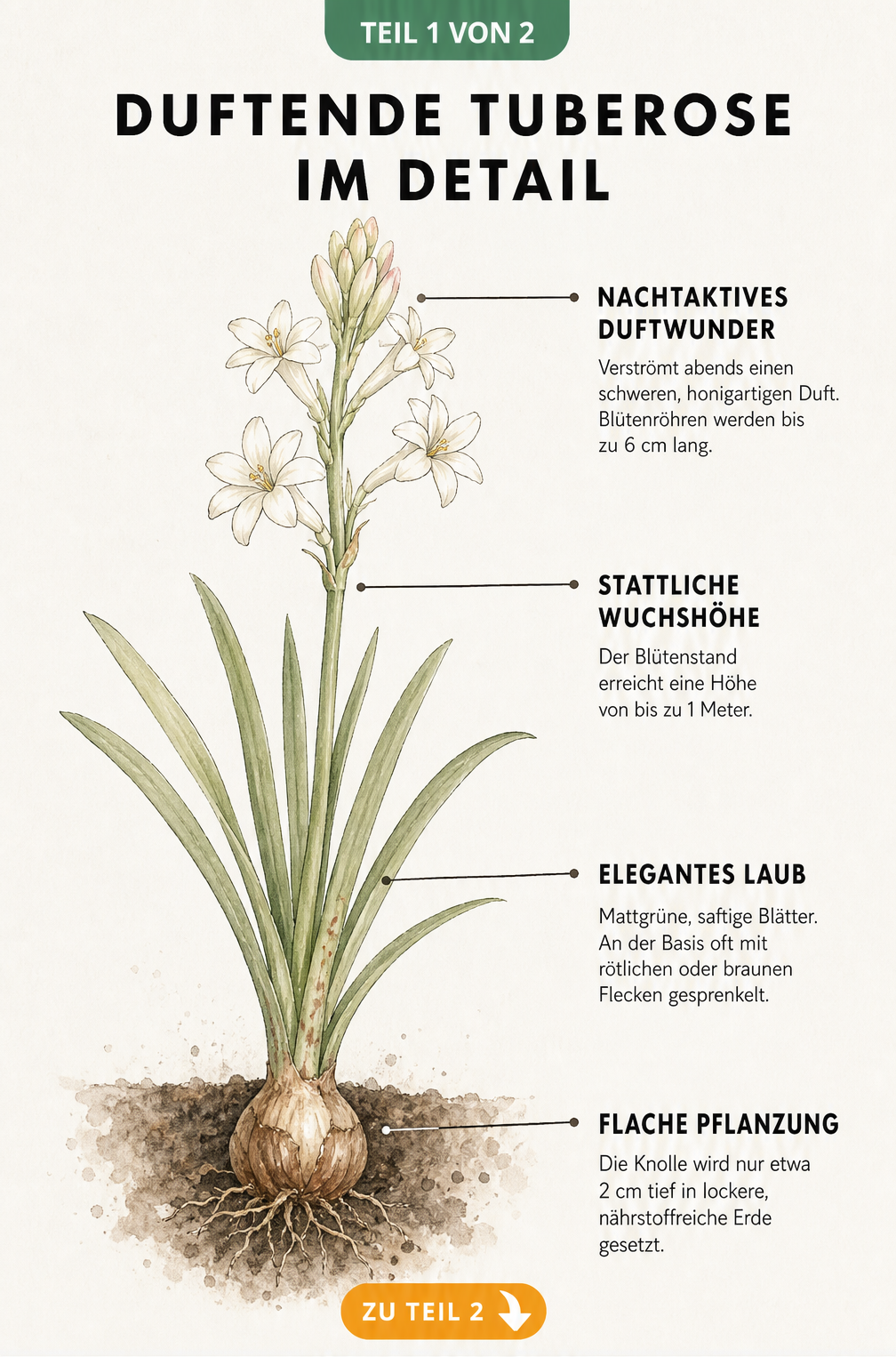 Botanische Illustration der Tuberose mit Details zu Blüte, Wuchshöhe, Blättern und Zwiebel