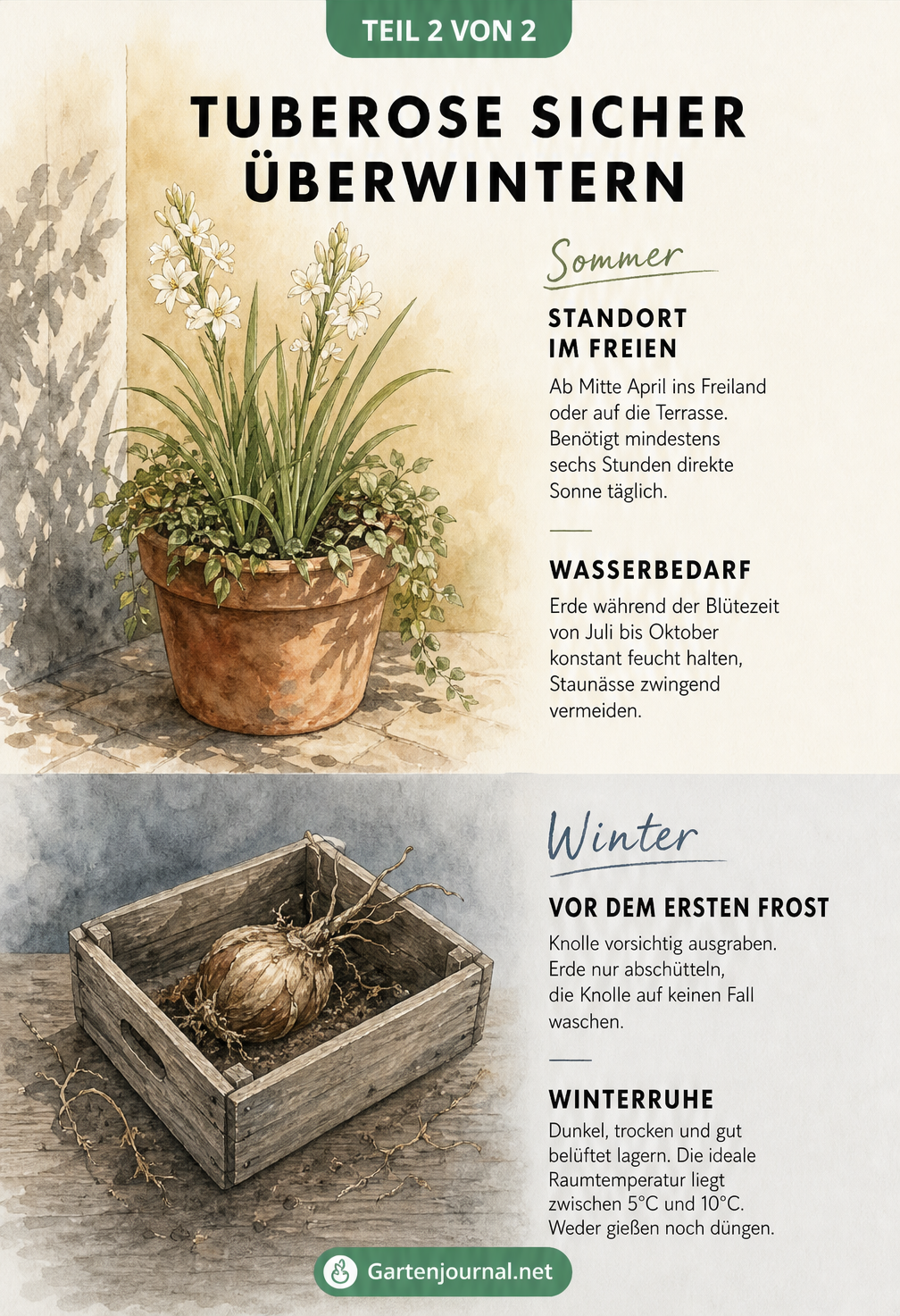 Gegenüberstellung der Tuberose im Sommer im Kübel und der ruhenden Knolle im Winter
