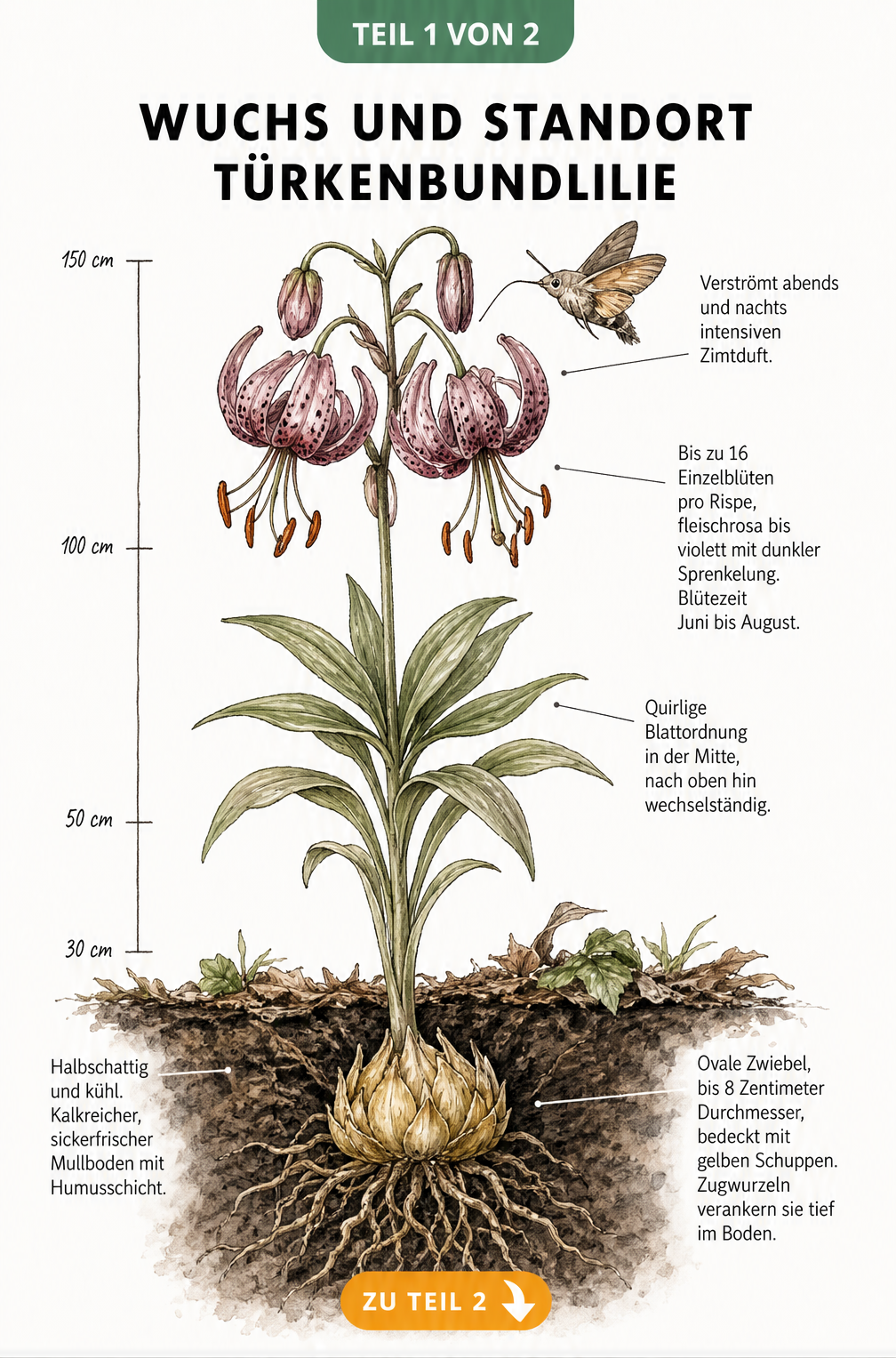 Botanische Illustration der Türkenbundlilie mit Wurzeln, Blättern und Blüten sowie einem Taubenschwänzchen