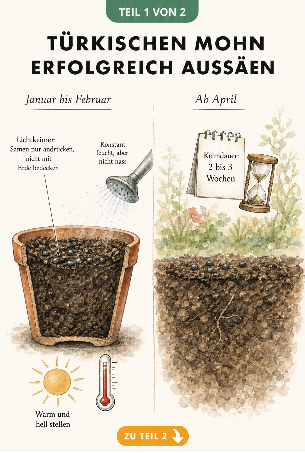 Aquarell-Zeichnung zur Aussaat von Türkischem Mohn mit Vorkultur im Haus und Direktsaat im Beet