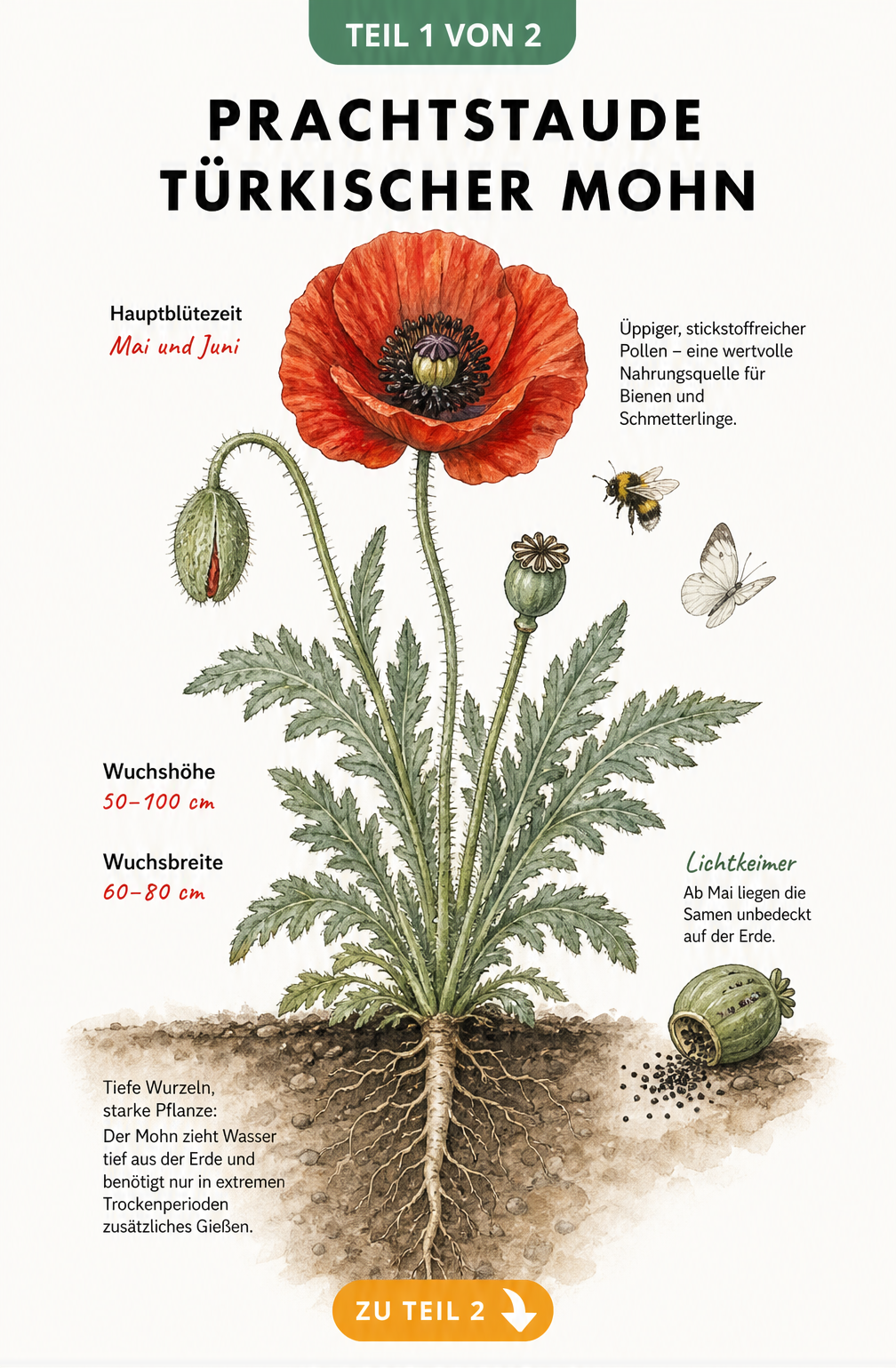 Botanische Illustration des Türkischen Mohns mit Wurzel, Blättern, Blüte und Samenkapsel