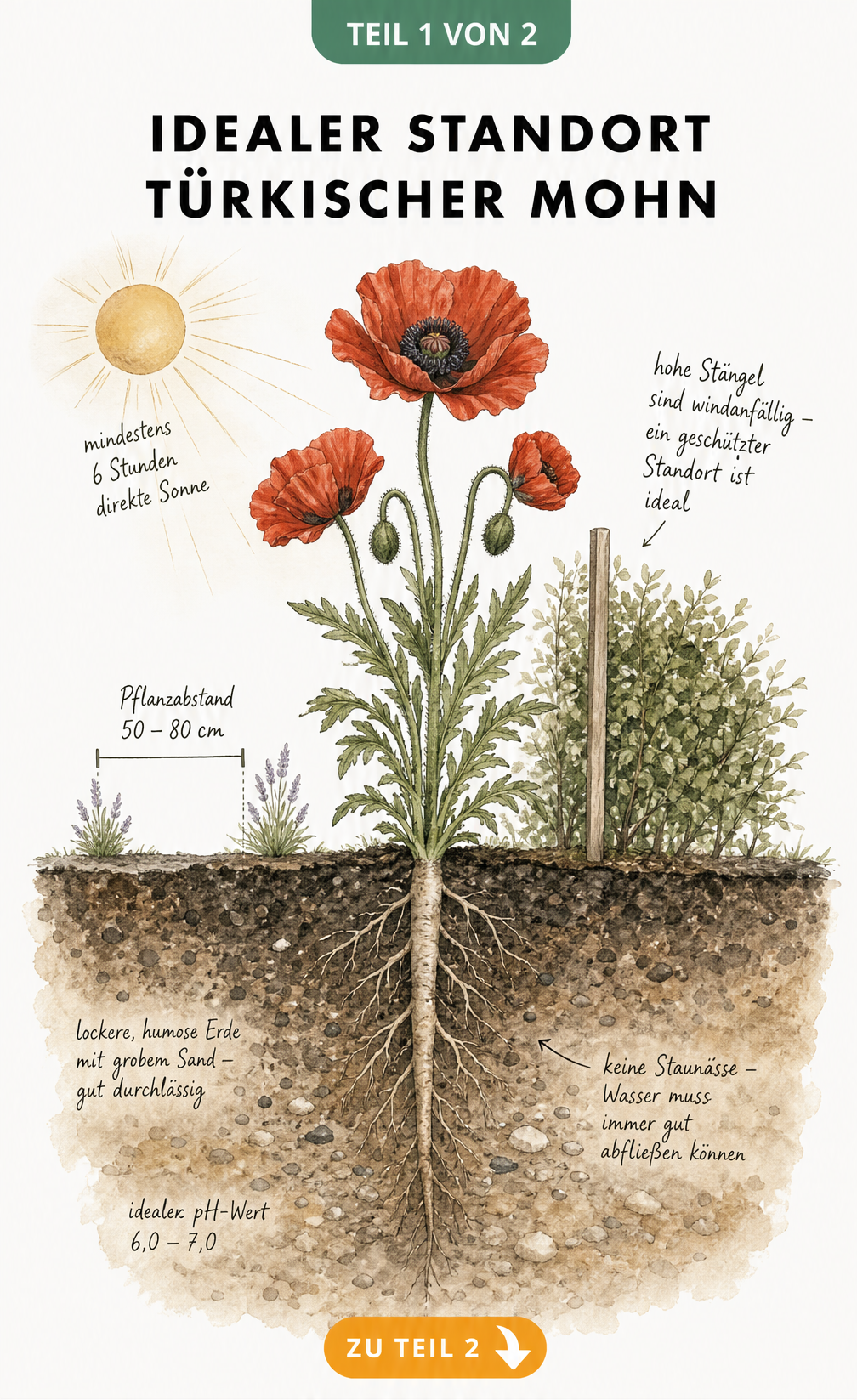 Botanische Querschnitt-Illustration eines blühenden Türkischen Mohns mit tiefem Wurzelwerk im Erdreich