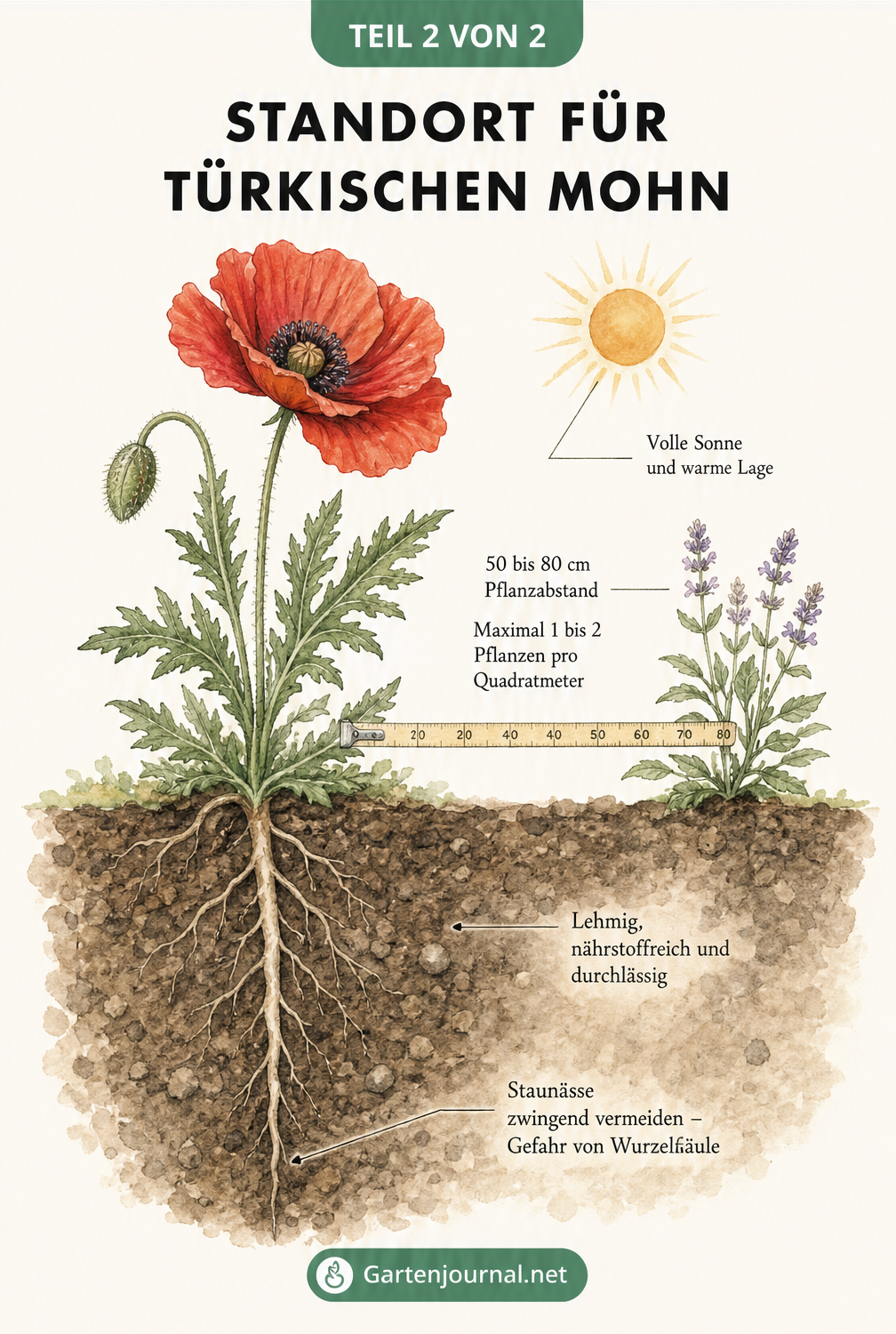 Botanische Illustration eines Türkischen Mohns mit Standortbedingungen und Pfahlwurzel