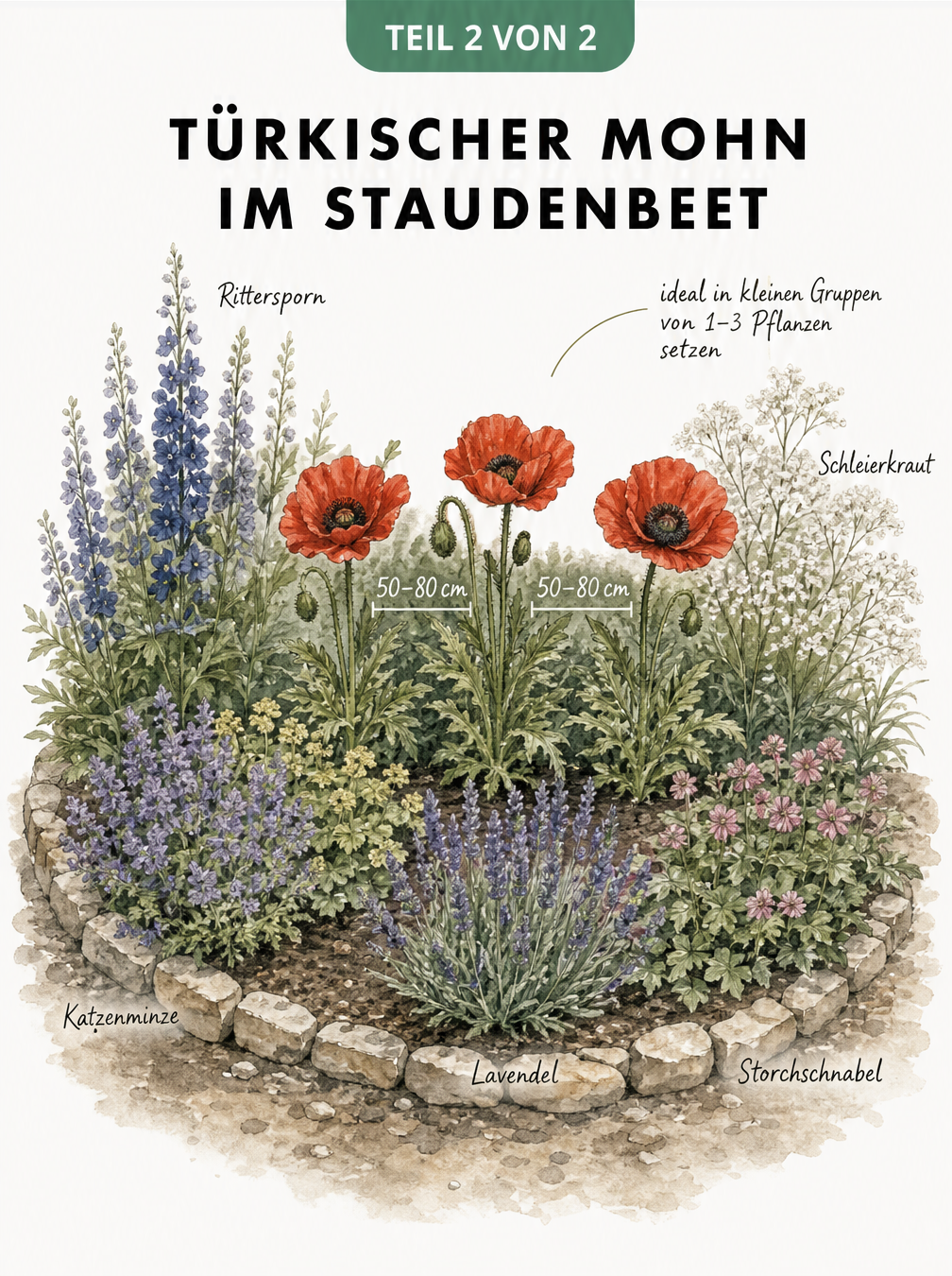 Isometrische Draufsicht auf ein Gartenbeet mit Türkischem Mohn und Begleitstauden wie Katzenminze und Lavendel