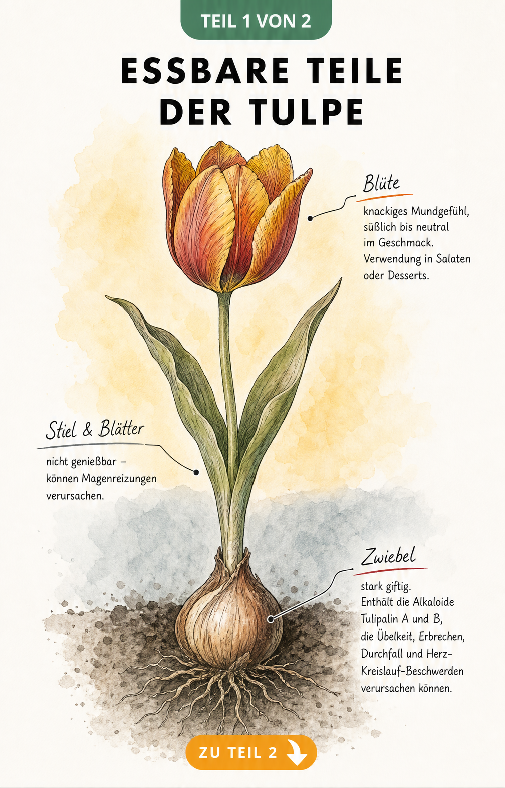 Botanische Illustration einer Tulpe, die essbare Blüten und giftige Zwiebeln sowie Stiele zeigt