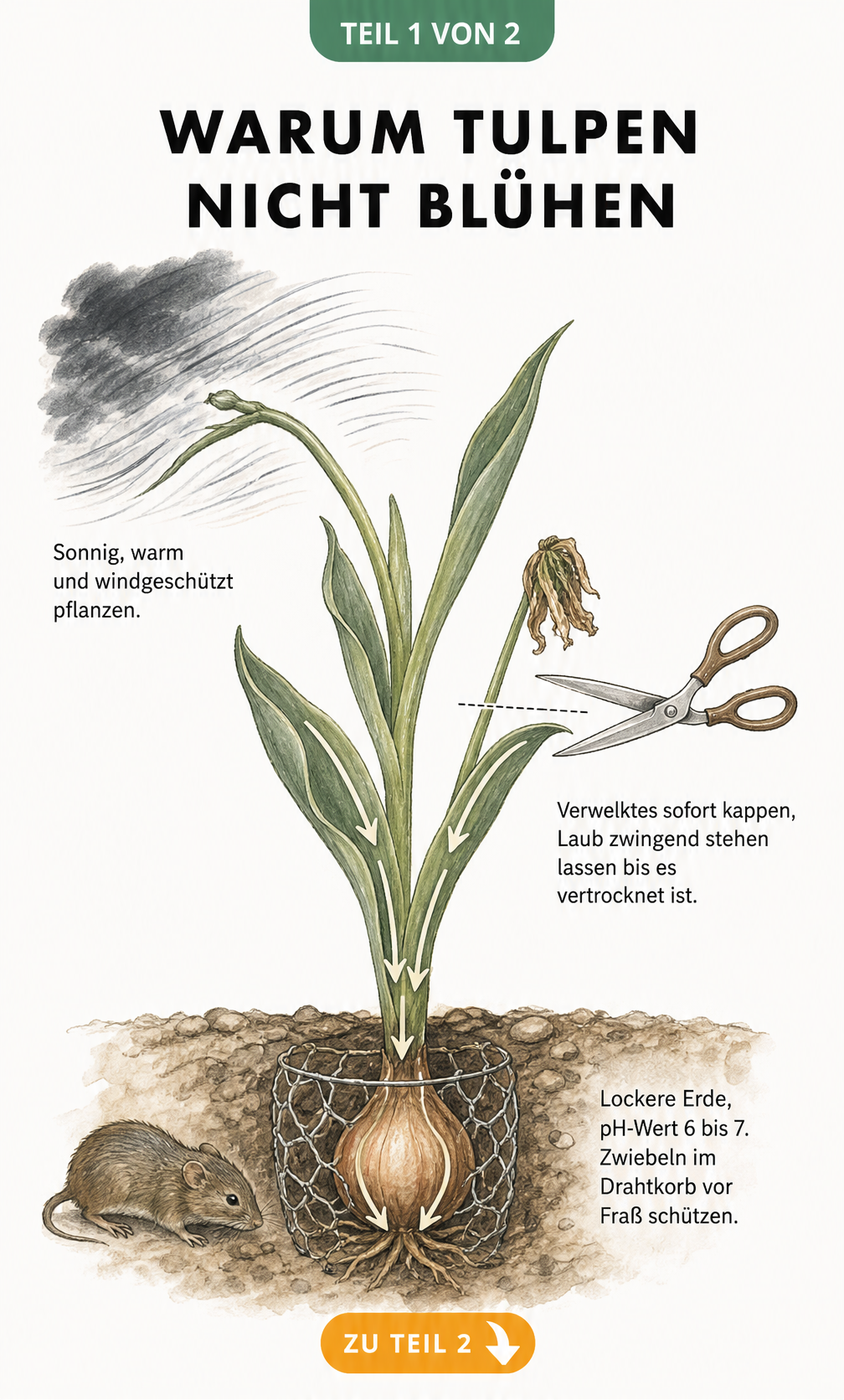Illustration einer Tulpe ohne Blüte, die Ursachen wie Wind, falscher Schnitt und Wühlmäuse zeigt