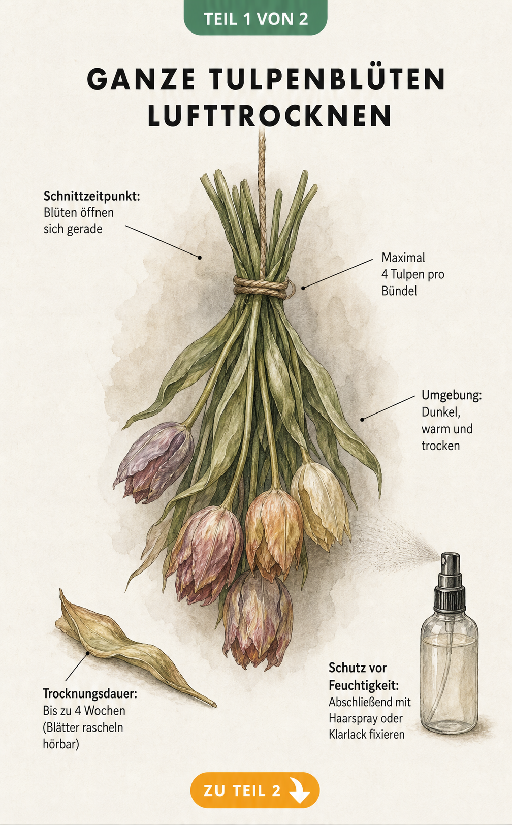 Illustration eines aufgeschlagenen Vintage-Buches mit einer Tulpe, deren Blütenblätter und Laub zum Pressen vorbereitet werden.