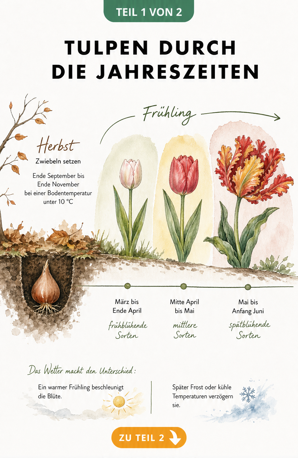 Handgezeichneter Zeitstrahl der Tulpenblüte von der Pflanzung im Herbst bis zu den Blühphasen im Frühling