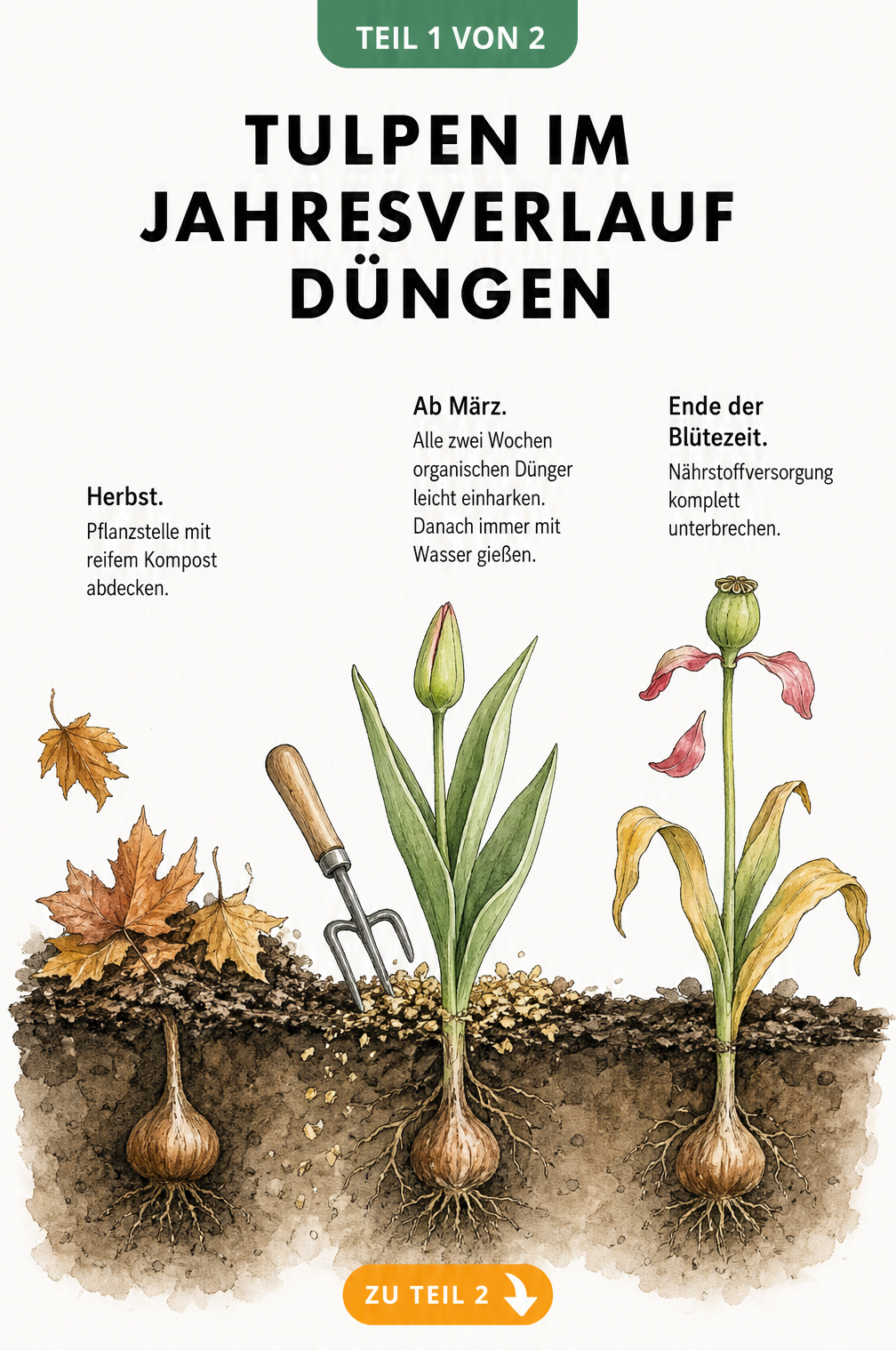 Botanische Querschnitt-Illustration des Erdbodens mit einer Tulpe in drei Entwicklungsstadien von Herbst bis zum Ende der Blütezeit