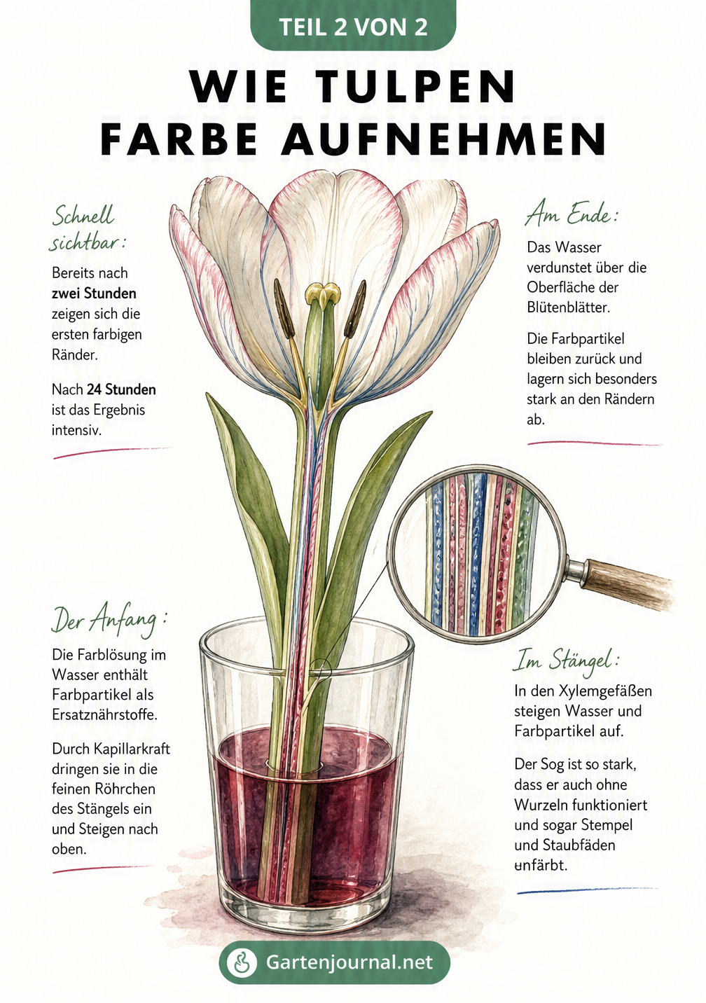 Botanische Lehrtafel, die den Längsschnitt einer Tulpe und die Farbaufnahme durch Kapillarkraft zeigt