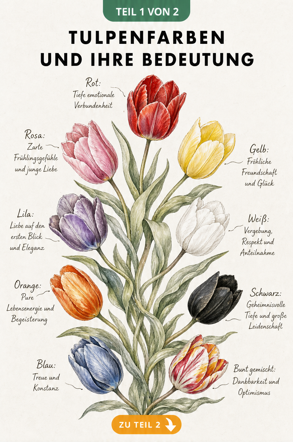 Aquarell-Illustration von neun Tulpen in verschiedenen Farben mit ihrer jeweiligen Bedeutung