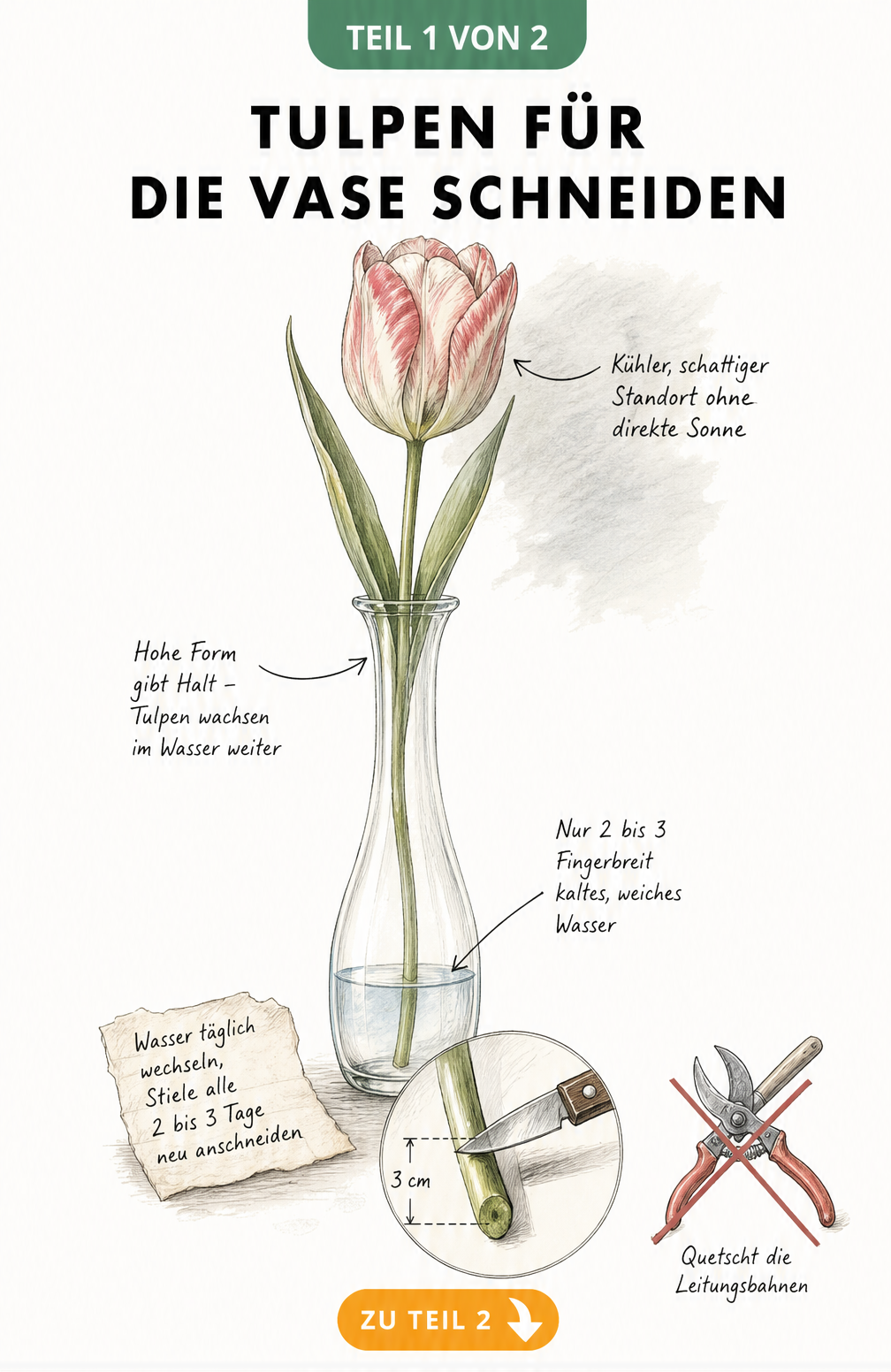 Botanische Illustration einer Tulpe in einer Glasvase mit Anleitung zum schrägen Anschnitt und Wasserstand