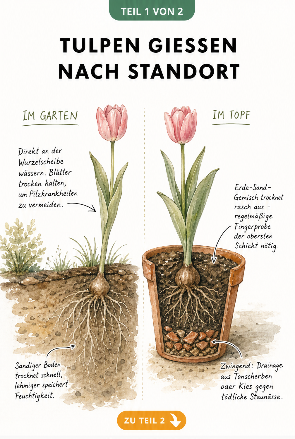 Querschnitt einer Tulpe im Gartenboden und im Topf mit Hinweisen zum Gießen und zur Drainage