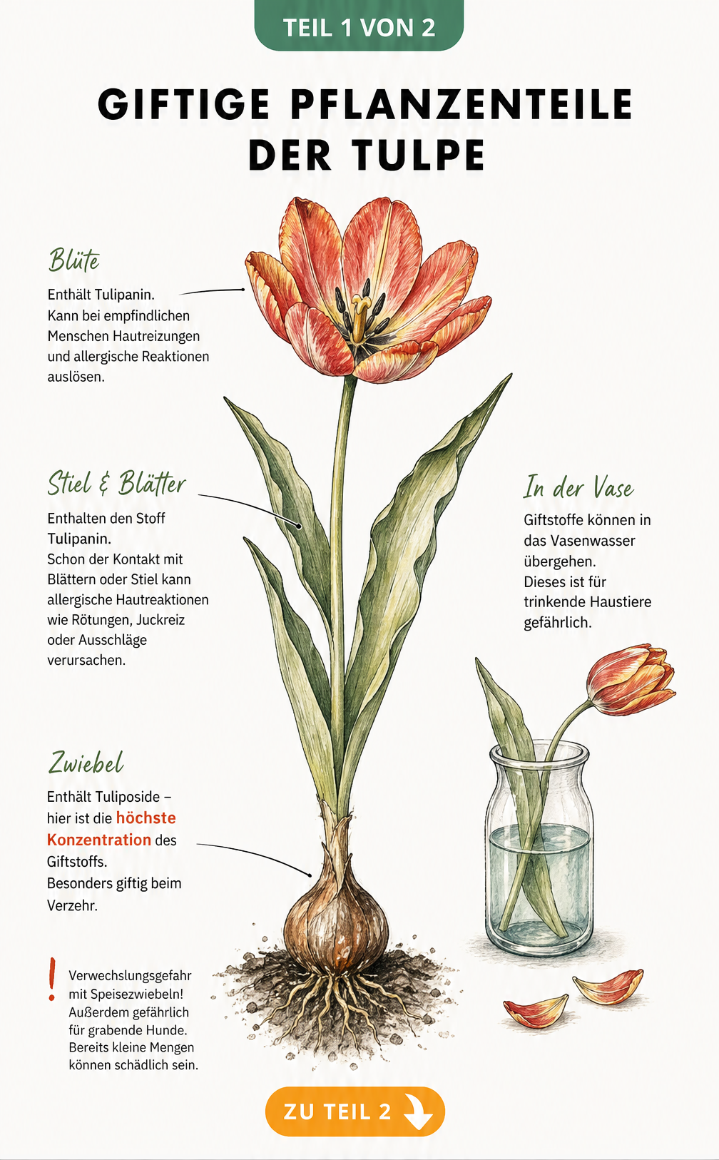 Botanische Illustration einer Tulpe, die giftige Pflanzenteile wie Zwiebel, Stiel und Blätter sowie die Giftstoffe Tuliposide und Tulipanin zeigt.