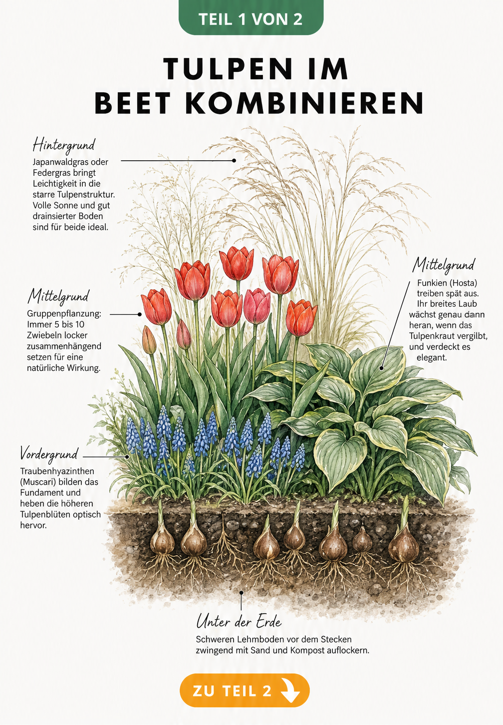 Querschnitt durch ein Frühlingsbeet mit Tulpen, Traubenhyazinthen, Funkien und Ziergräsern