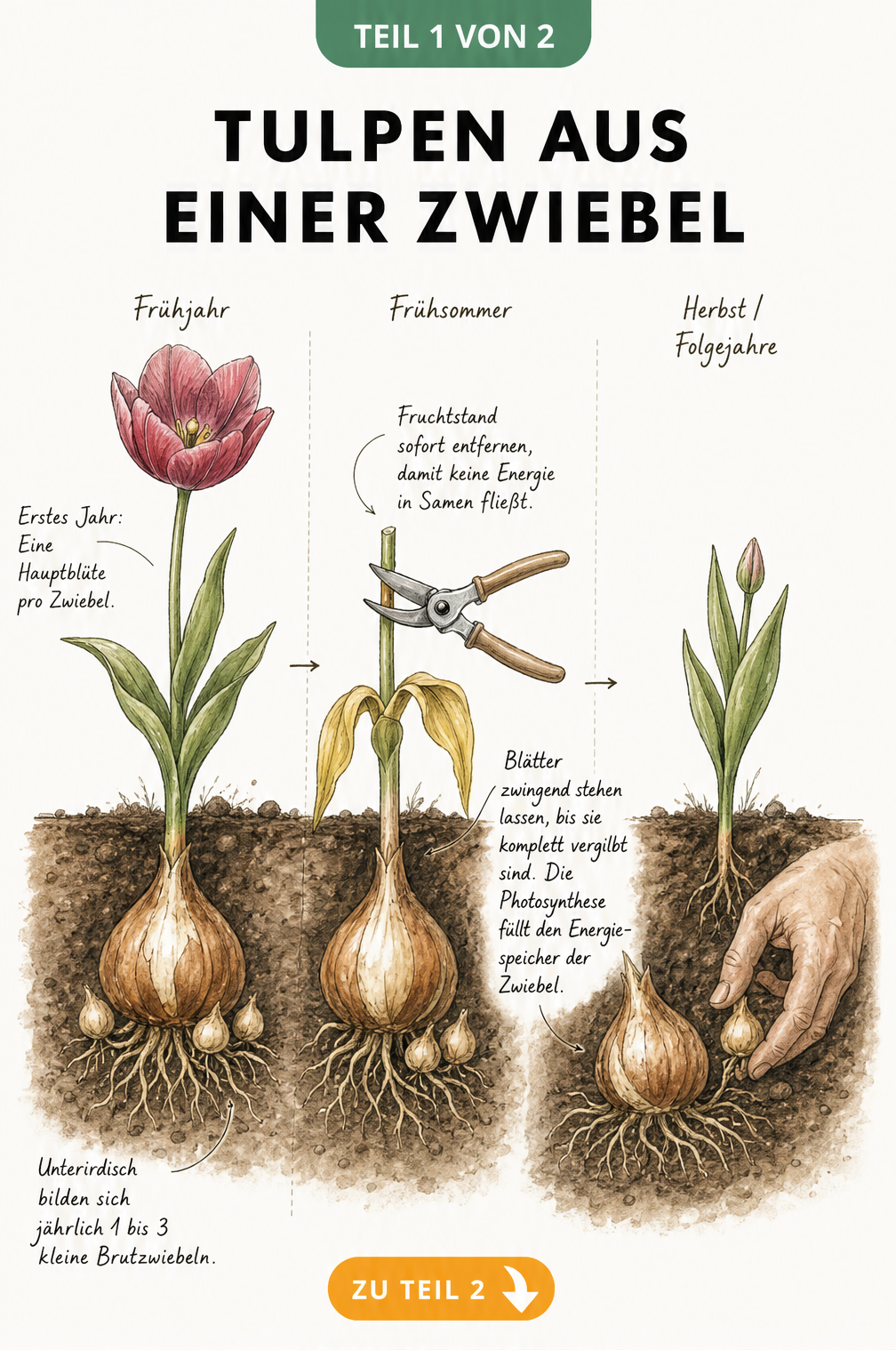 Illustration des Lebenszyklus einer Tulpe: Von der Hauptblüte über die Bildung von Brutzwiebeln bis zur Vereinzelung im Herbst.