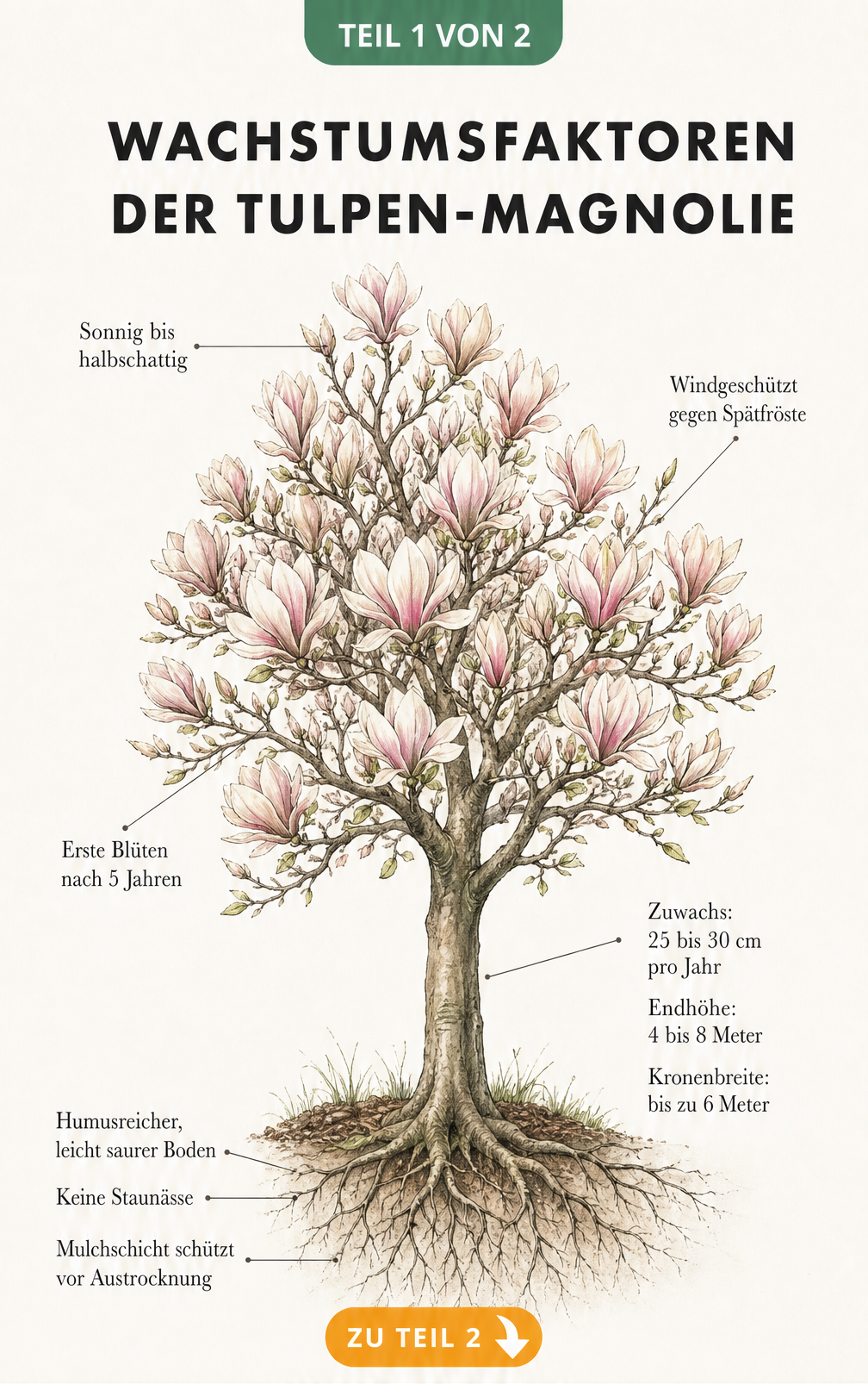 Botanische Illustration einer Tulpen-Magnolie mit Wachstumsfaktoren wie Boden, Standort und Zuwachs
