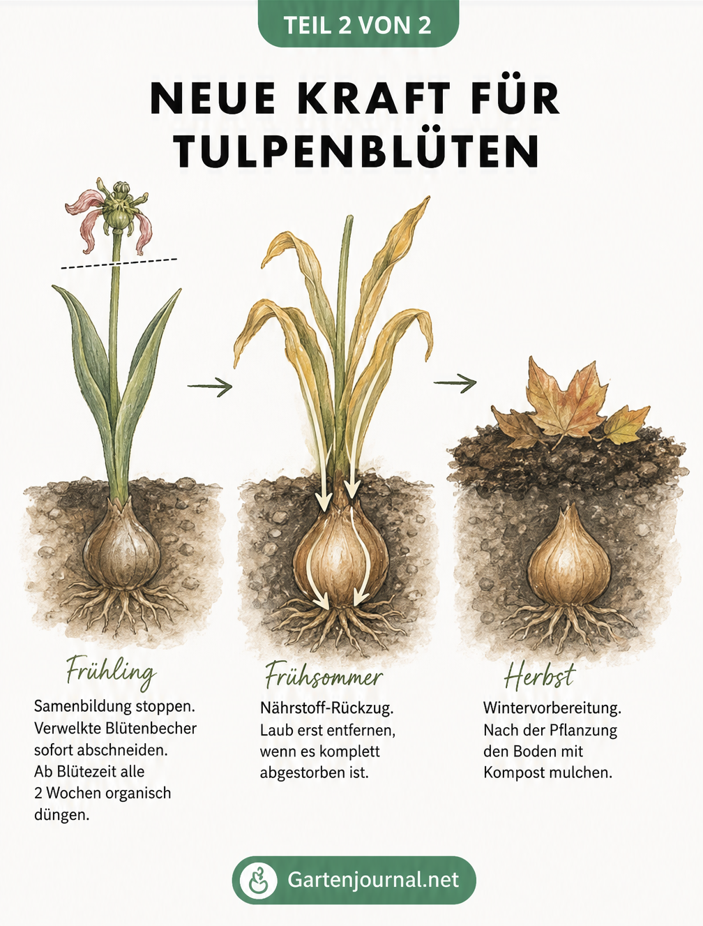 Illustration des Pflege-Rhythmus für Tulpen vom Frühling bis zum Herbst
