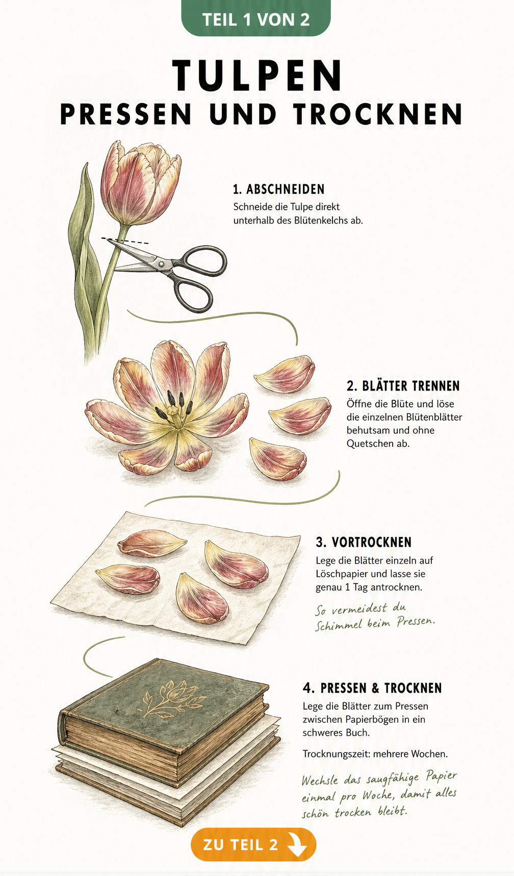 Illustration des zeitlichen Ablaufs beim Pressen und Trocknen von Tulpen, vom Abschneiden der Blüte bis zum Pressen im Buch