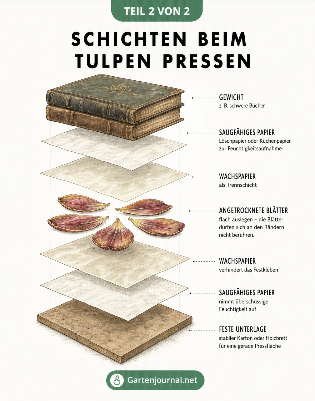 Isometrische Explosionszeichnung der Materialschichten beim Pressen von Tulpen mit Büchern, Löschpapier und Wachspapier