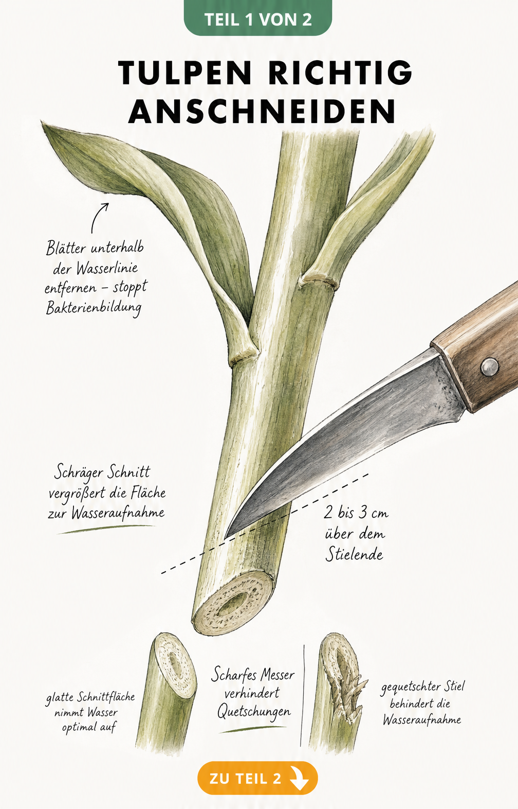 Botanische Illustration eines Tulpenstängels, der mit einem scharfen Floristenmesser schräg angeschnitten wird.