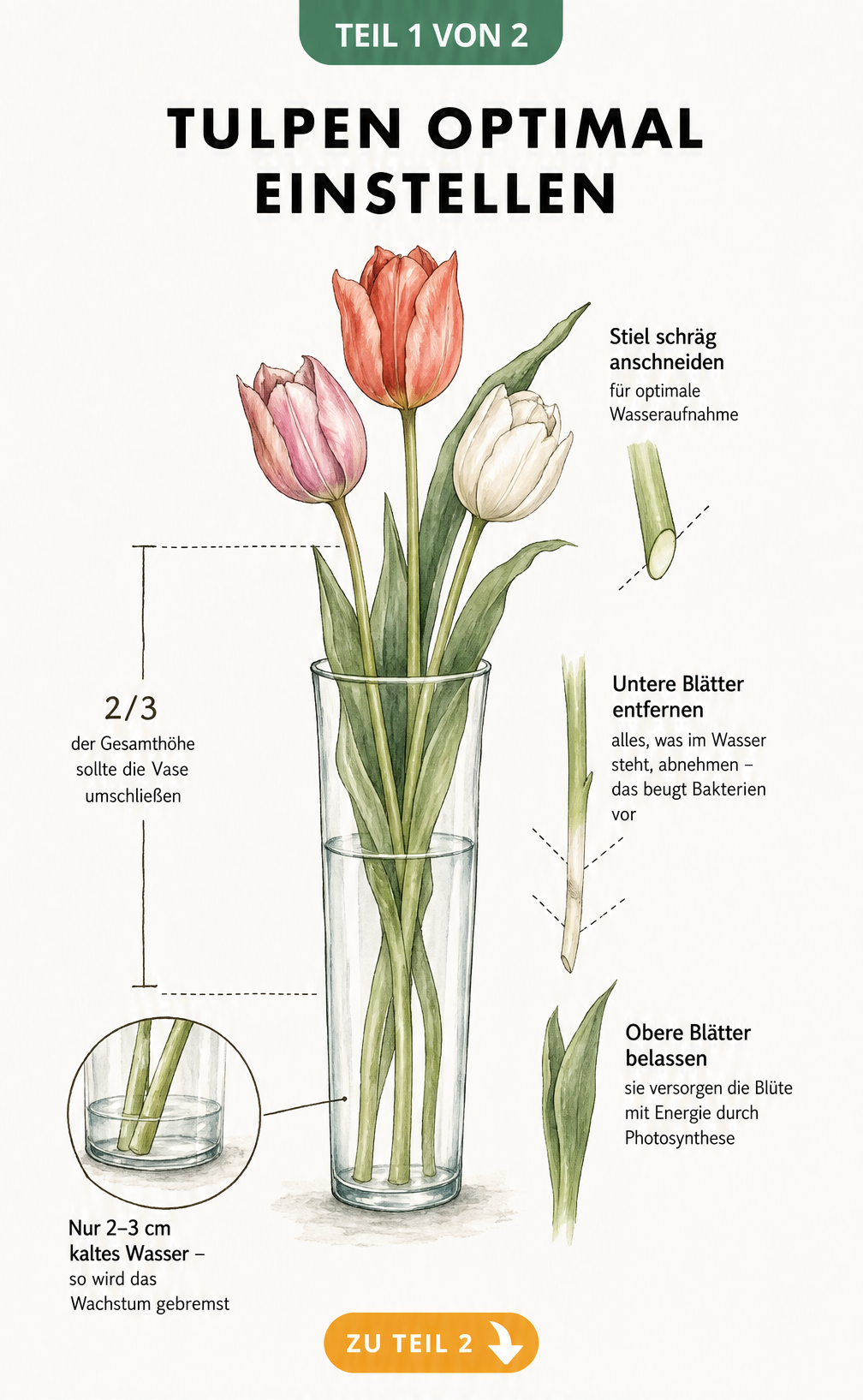Botanische Illustration einer Tulpe in einer Glasvase, die den richtigen Wasserstand und das Entfernen der unteren Blätter zeigt.