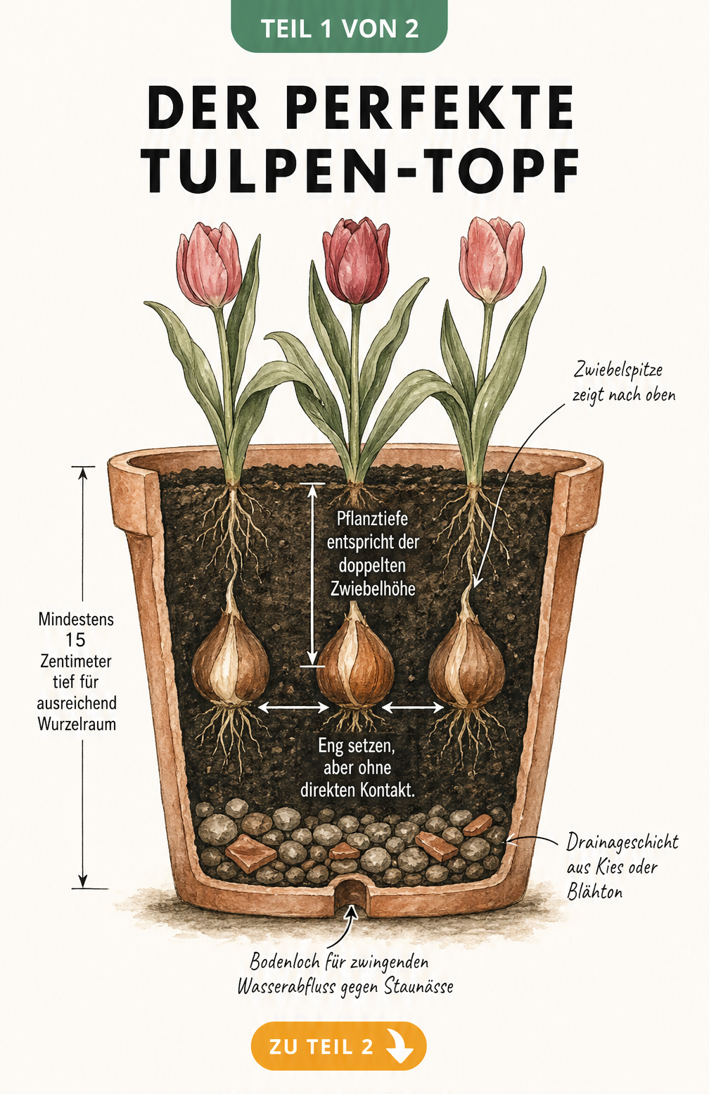 Querschnitt eines Terrakotta-Topfes mit Tulpenzwiebeln, Drainageschicht und Pflanztiefe