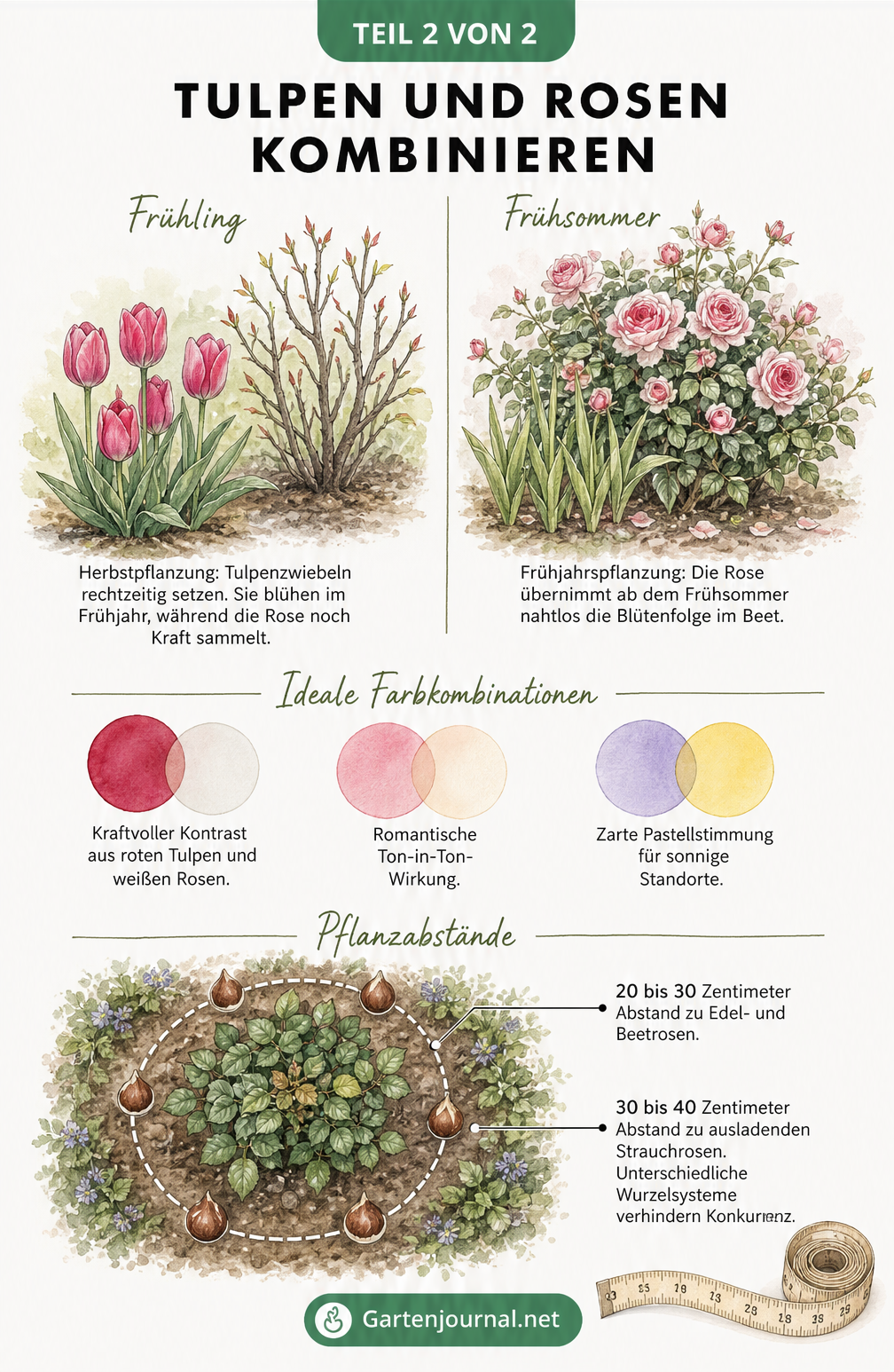 Zeitleiste und Pflanzplan für die Kombination von Tulpen und Rosen im Gartenbeet