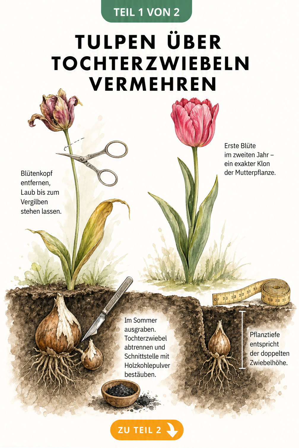 Botanische Illustration der Tulpenvermehrung durch Tochterzwiebeln im Jahresverlauf, vom Abschneiden des Blütenkopfs bis zur Pflanzung im Herbst.