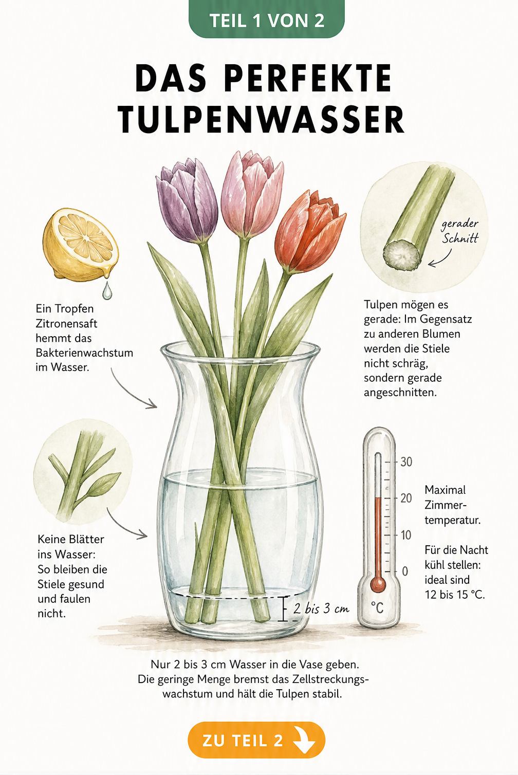Illustration einer Glasvase mit Tulpen, die den idealen Wasserstand von 2 bis 3 cm, einen geraden Anschnitt und die Zugabe von Zitronensaft zeigt.