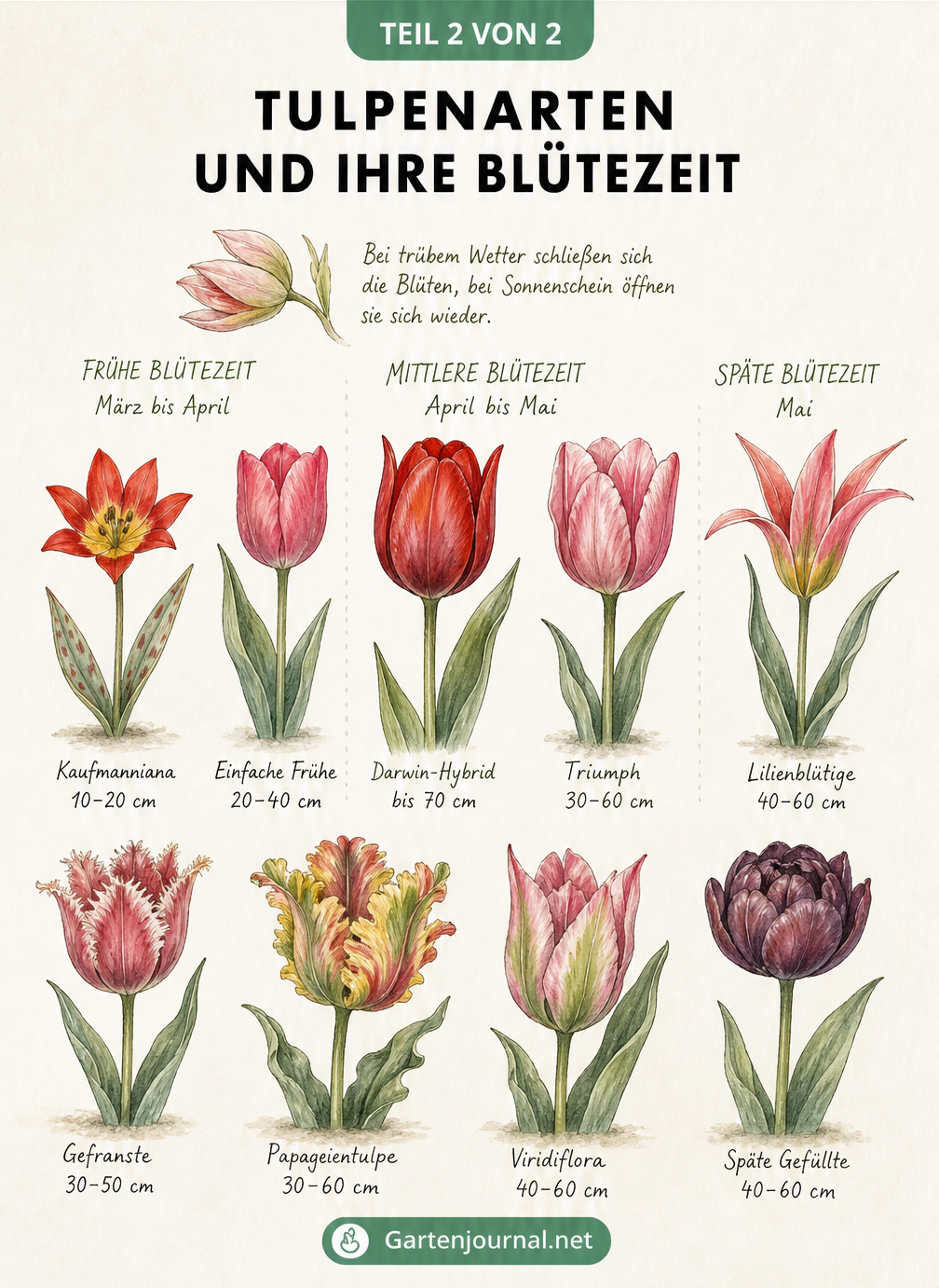 Übersicht verschiedener Tulpenarten sortiert nach Blütezeit von März bis Mai, darunter Kaufmanniana, Darwin-Hybrid und Papageientulpe