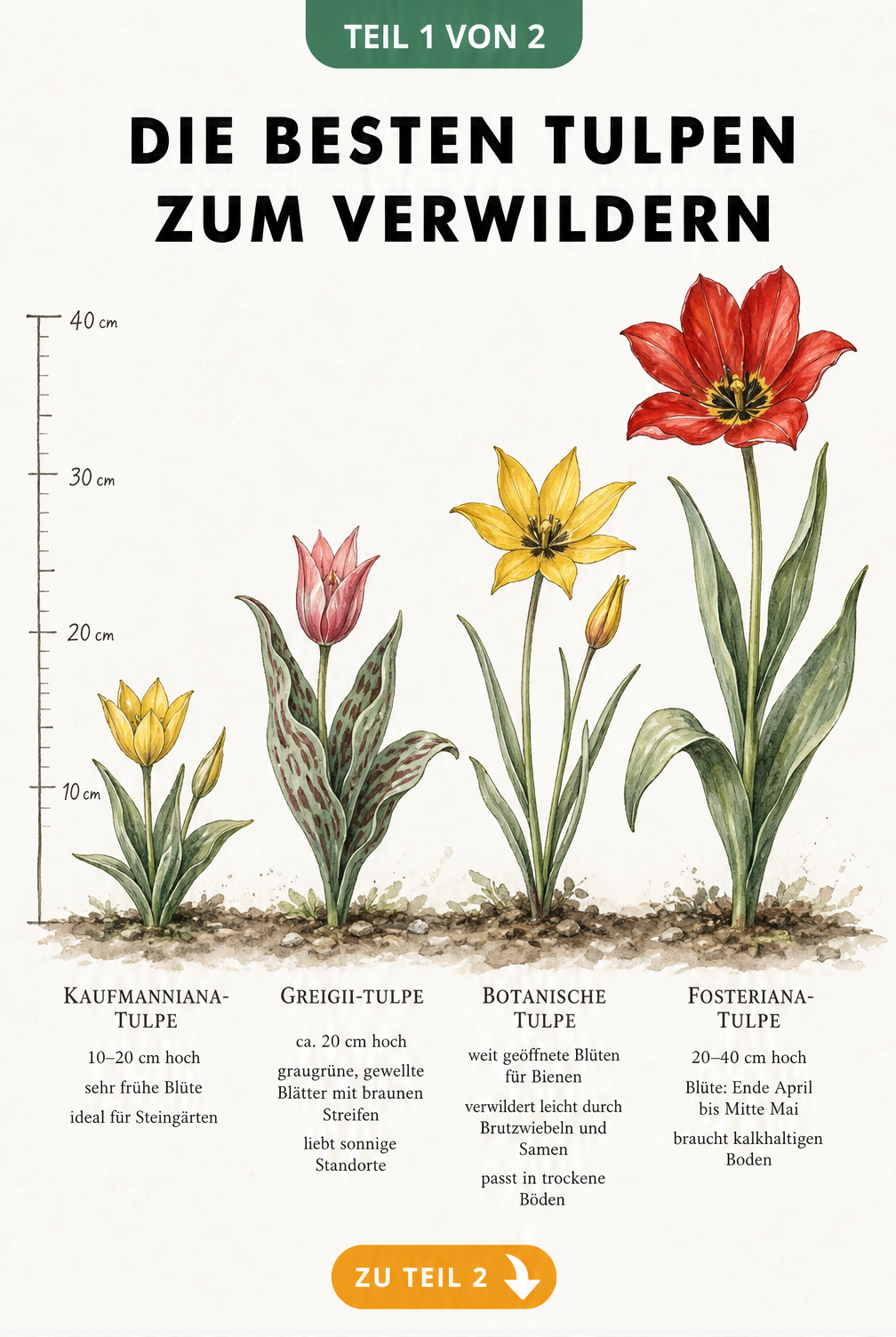 Botanische Lehrtafel mit vier Tulpenarten zum Verwildern: Kaufmanniana, Greigii, Botanische Tulpe und Fosteriana im Größenvergleich