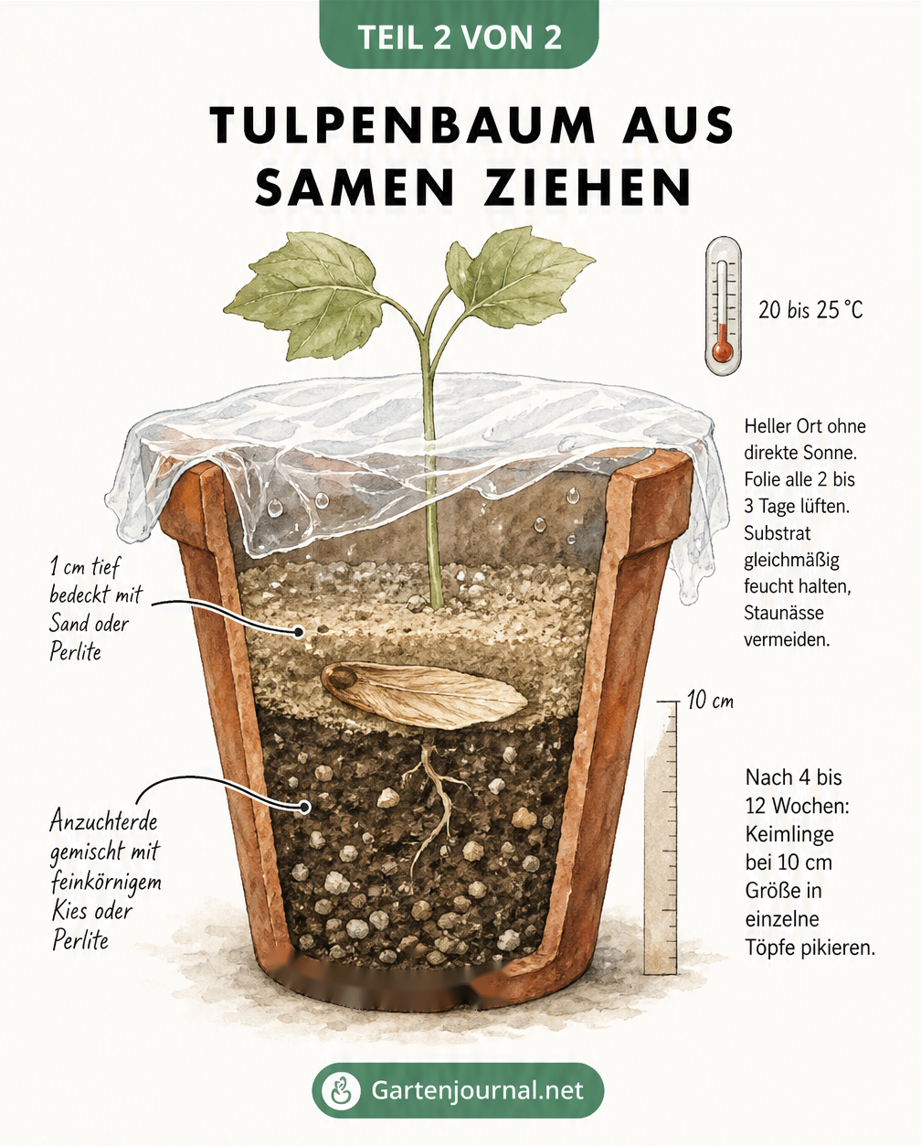 Querschnitt eines Anzuchttopfes mit Tulpenbaum-Samen, Erdschichten und Keimling