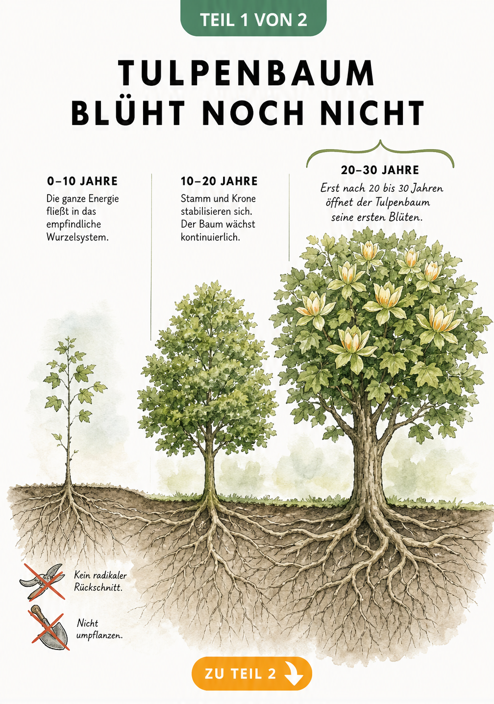 Illustration der Entwicklung eines Tulpenbaums über 30 Jahre, vom Setzling mit großem Wurzelwerk bis zum blühenden Baum.