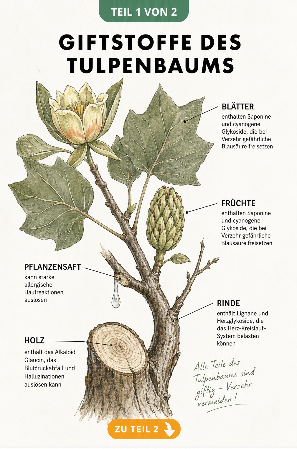 Botanische Illustration eines Tulpenbaum-Astes mit Blättern, Frucht und Stammstück, die auf giftige Inhaltsstoffe wie Glaucin, Saponine und Blausäure hinweist.