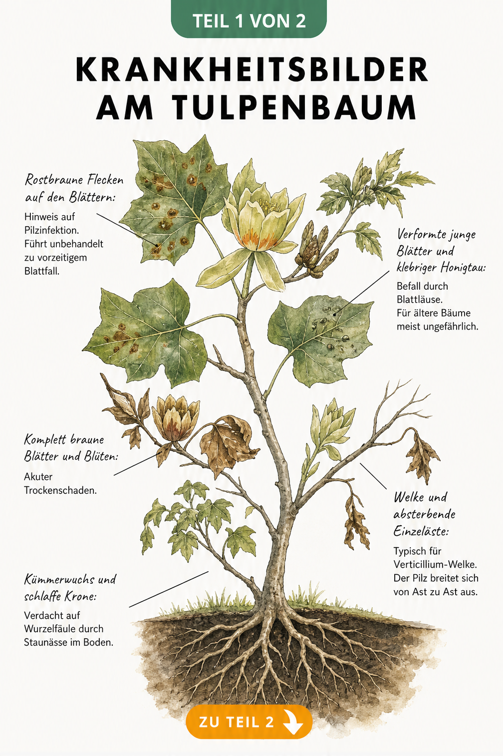 Botanische Illustration eines Tulpenbaum-Zweiges mit Schadstellen wie rostbraunen Flecken, verformten Blättern und welken Ästen