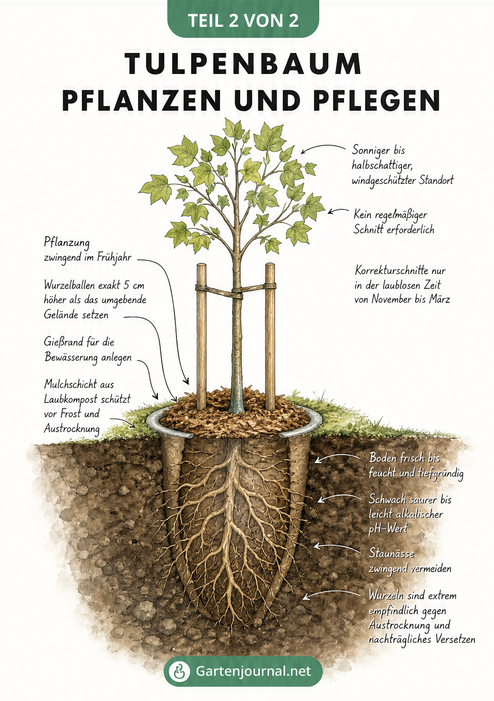 Schnittbild zur Pflanzung und Pflege eines Tulpenbaums im Garten