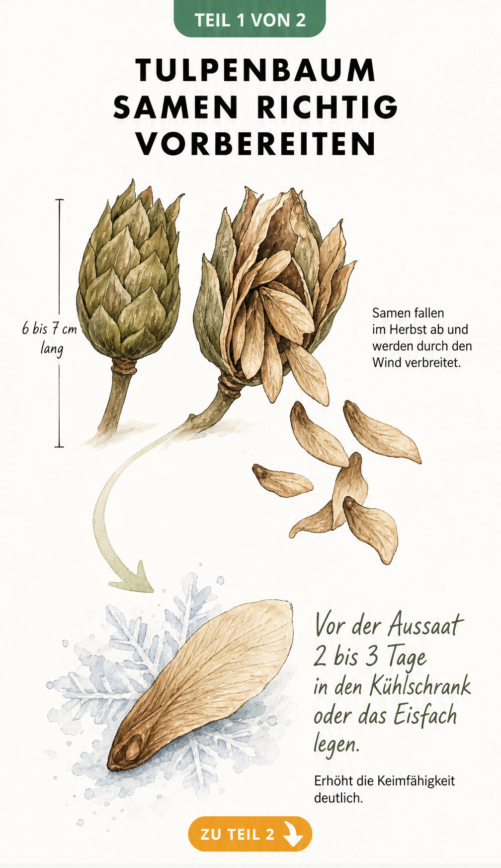 Botanische Illustration von Tulpenbaum-Samen und deren Stratifikation im Kühlschrank