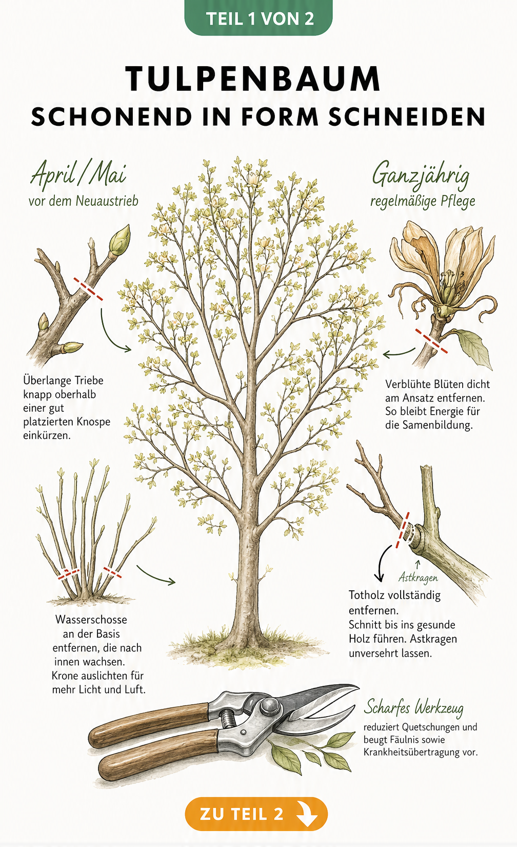 Botanische Illustration eines Tulpenbaums mit Schnittanleitungen für Frühjahr und ganzjährige Pflege